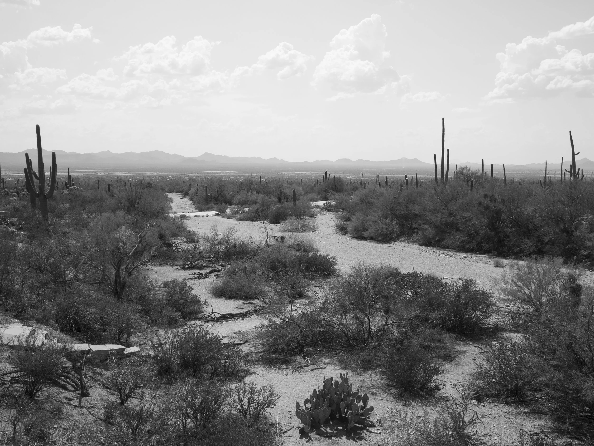 West Saguaro National Park 