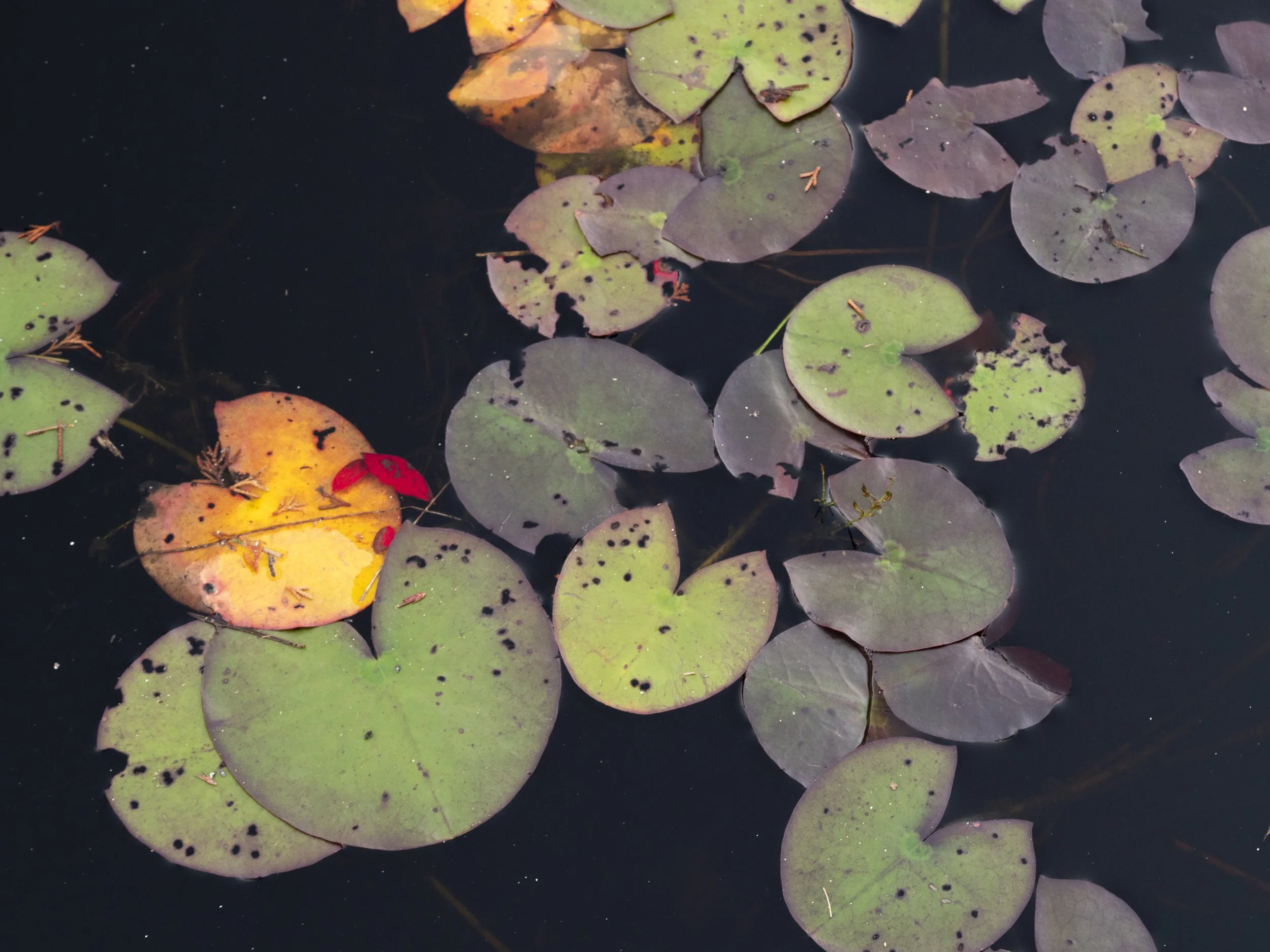 Lily Pads, Close. 
