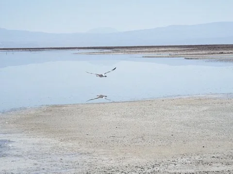 Atacama-11.jpg