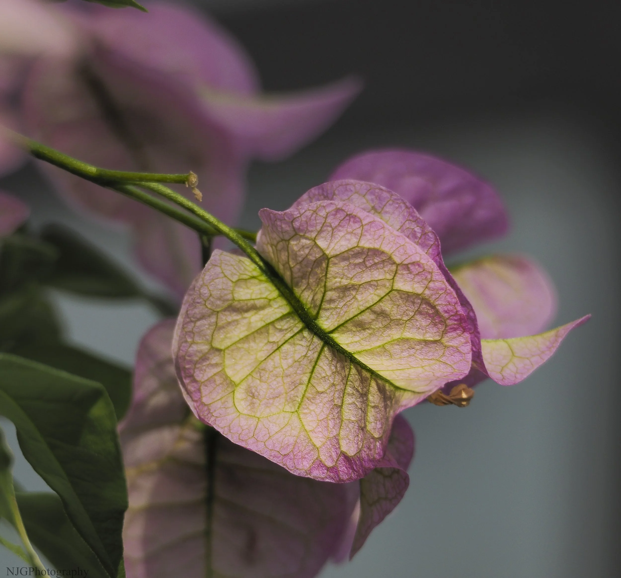 Close-up of pink and cream bougainvillea flowers with visible veins on the petals.