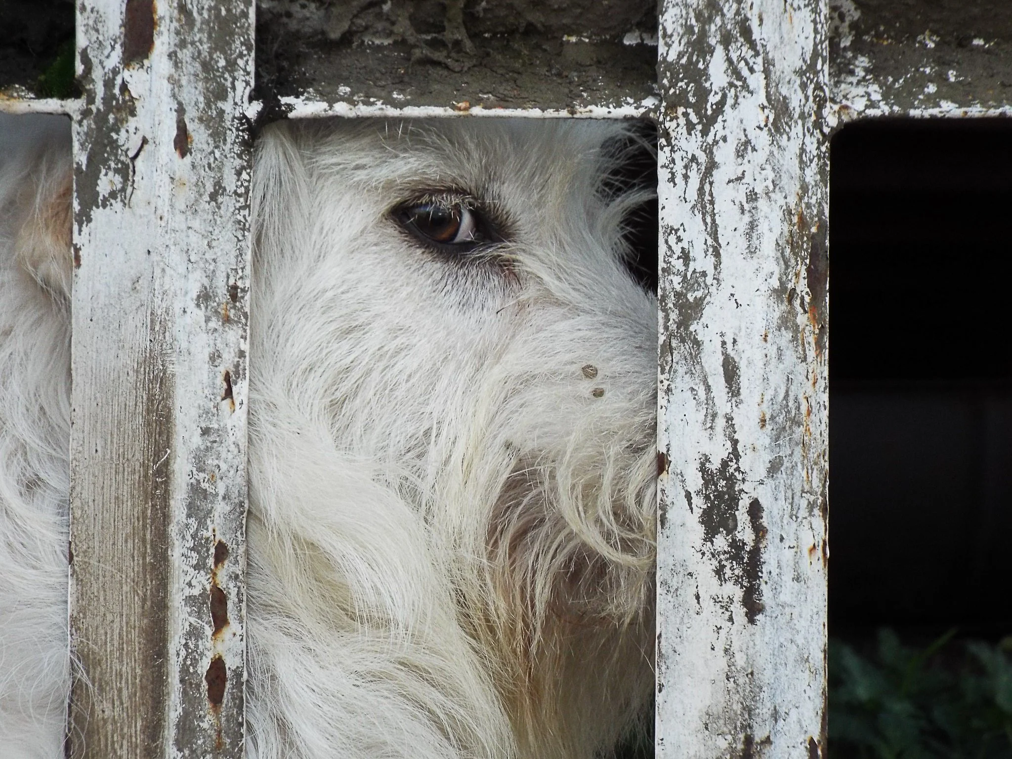 Close-up of a white dog with a beard, looking through rusted metal bars of a cage.