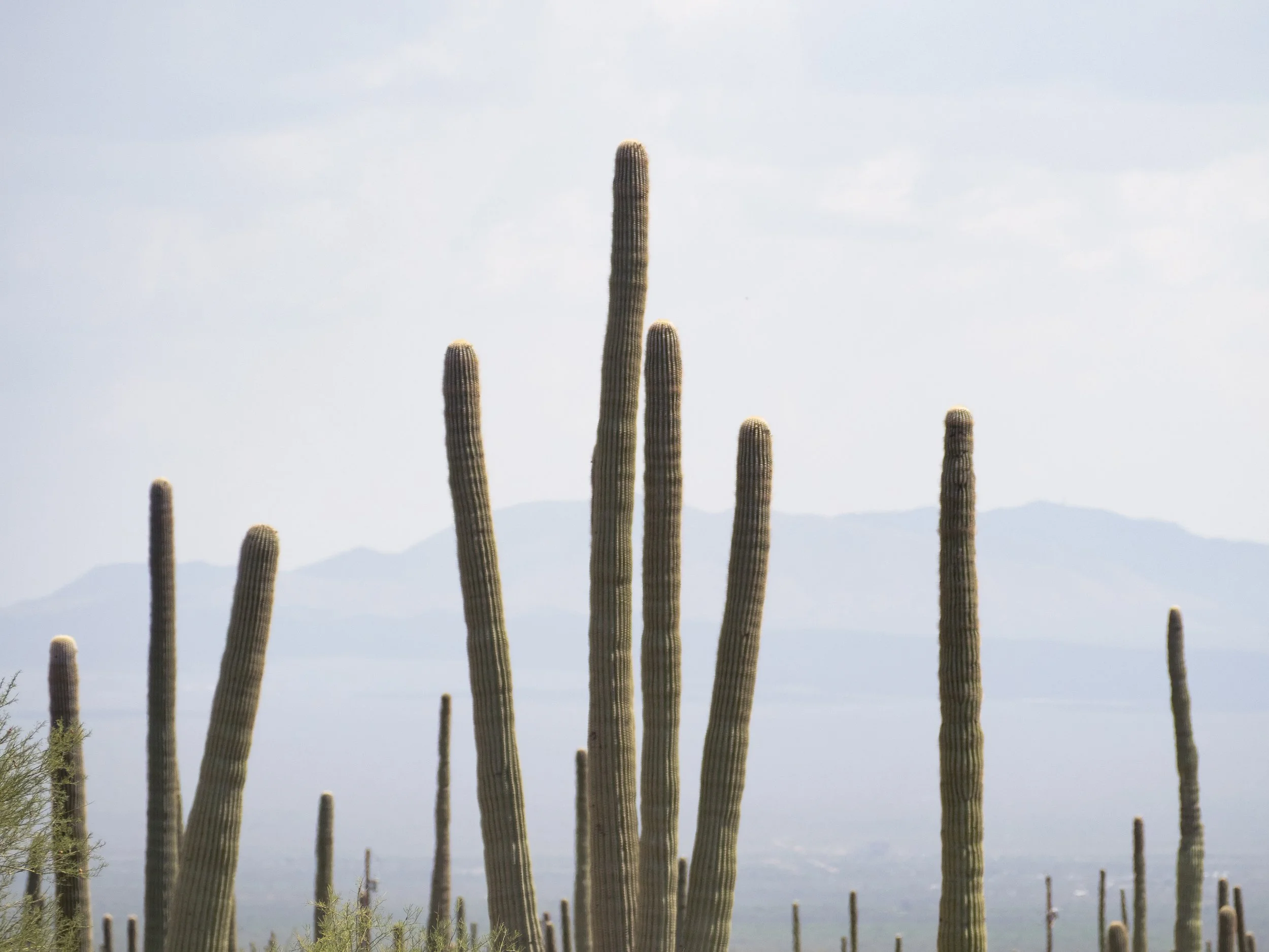 West Saguaro National Park, Arizona. 2025.