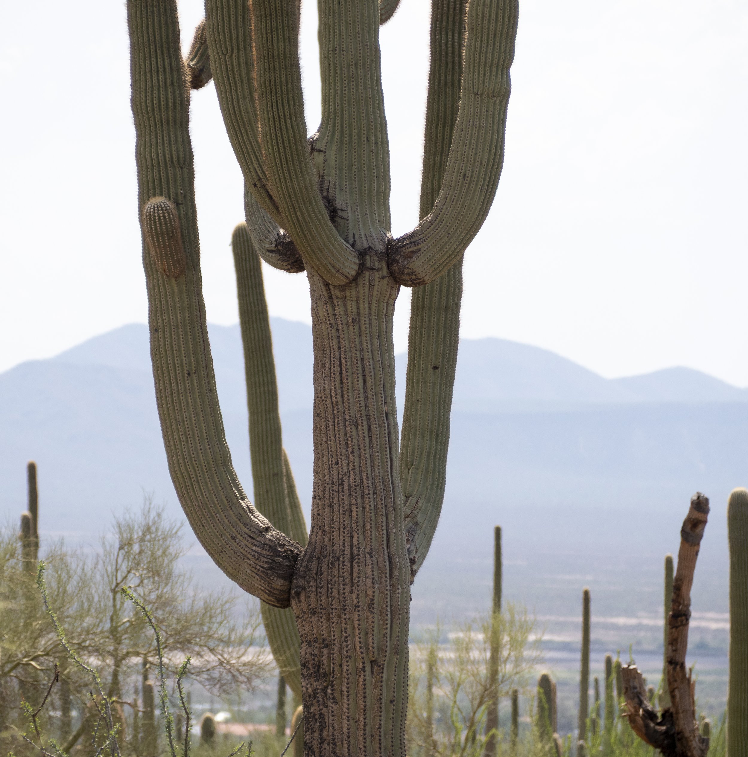 Cactus. Saguaro National Park