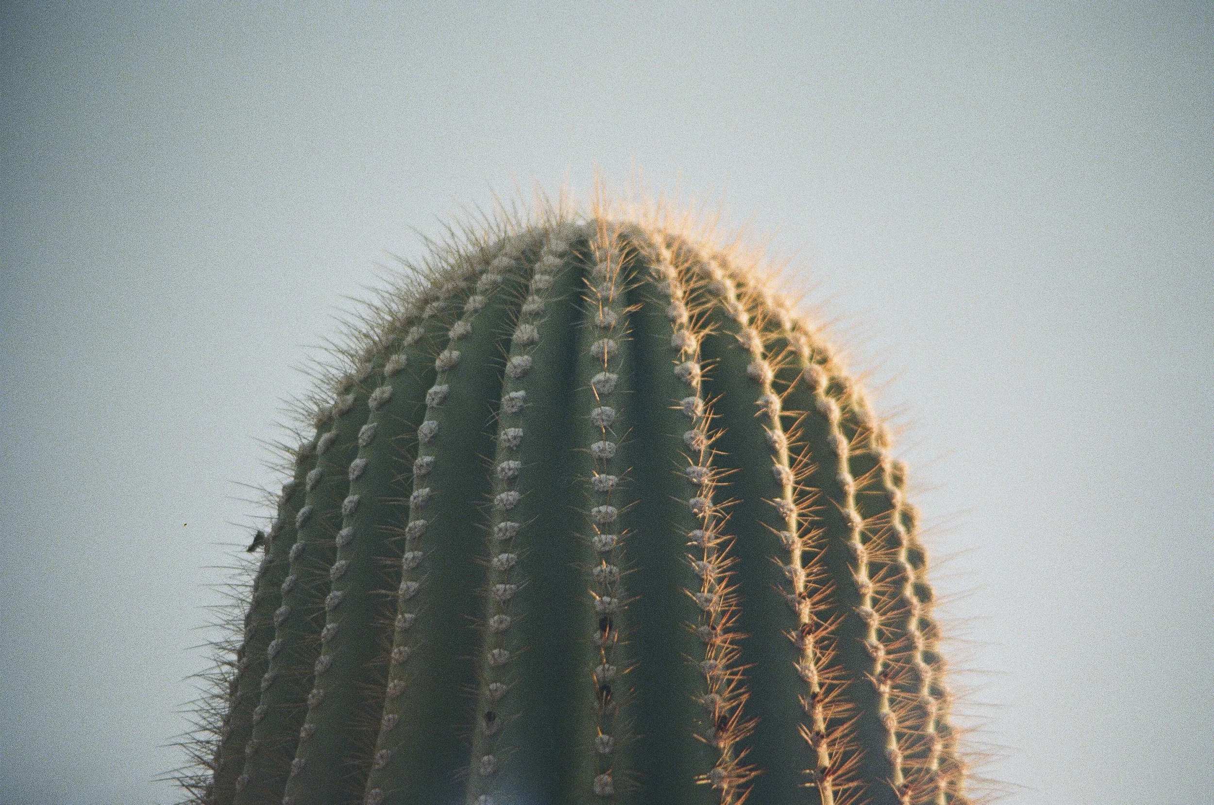 Head. Saguaro National Park