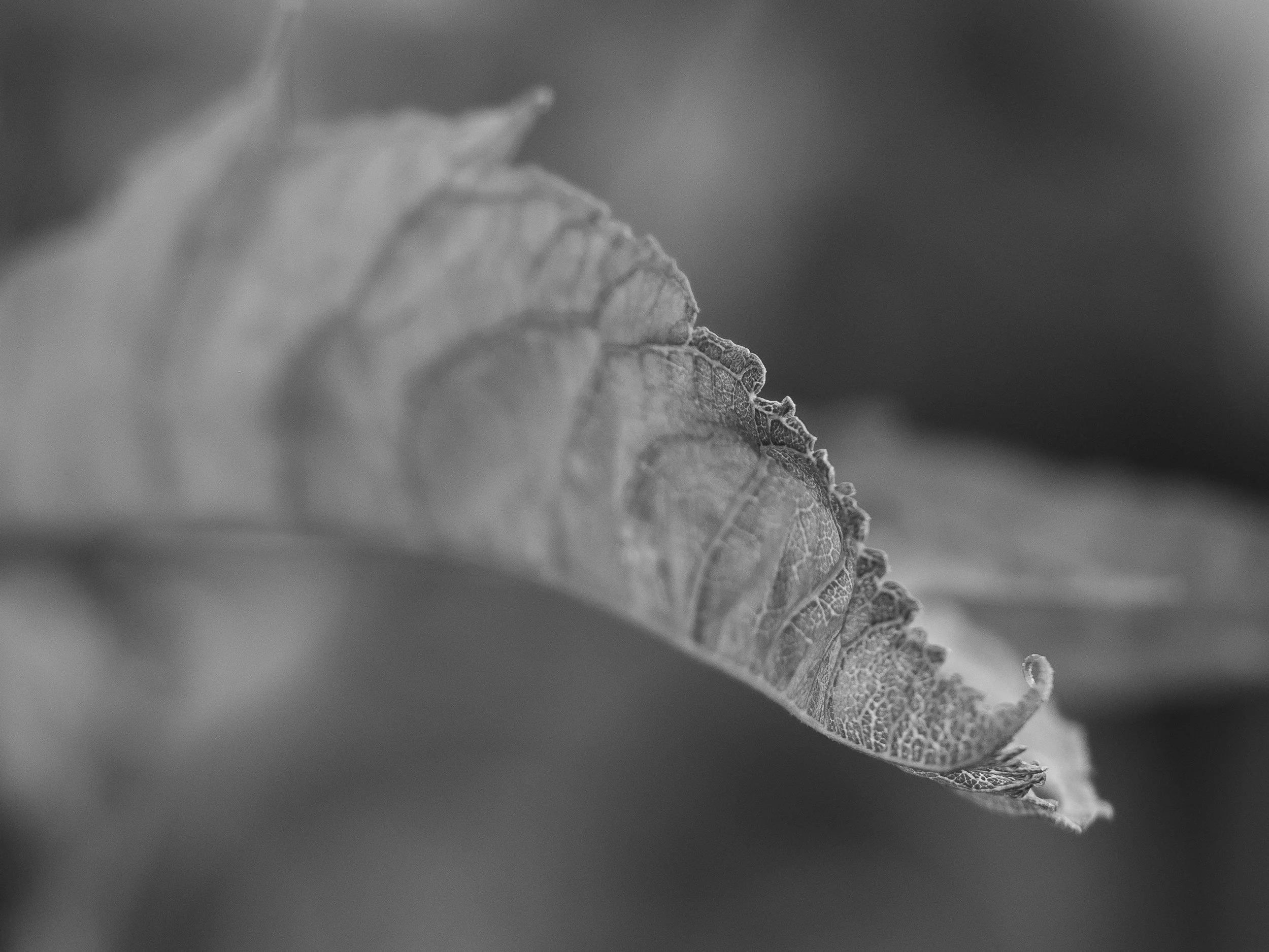 Inordinate Beauty-5.jpg