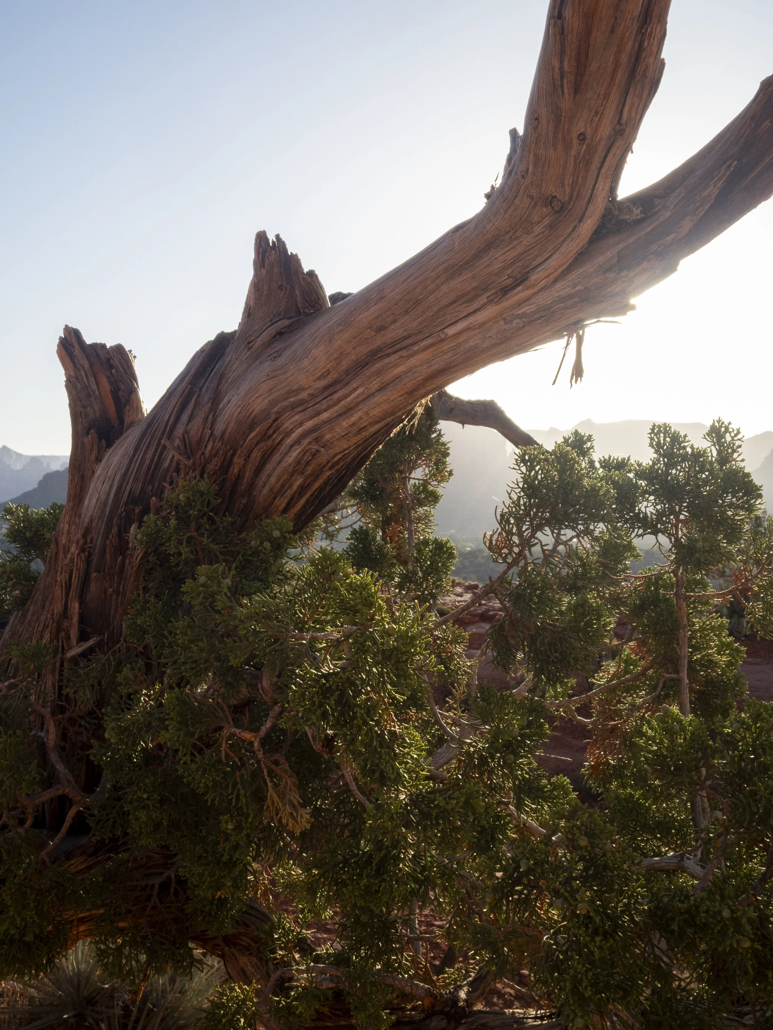 Backlit Sedona Twisted Vortex Tree