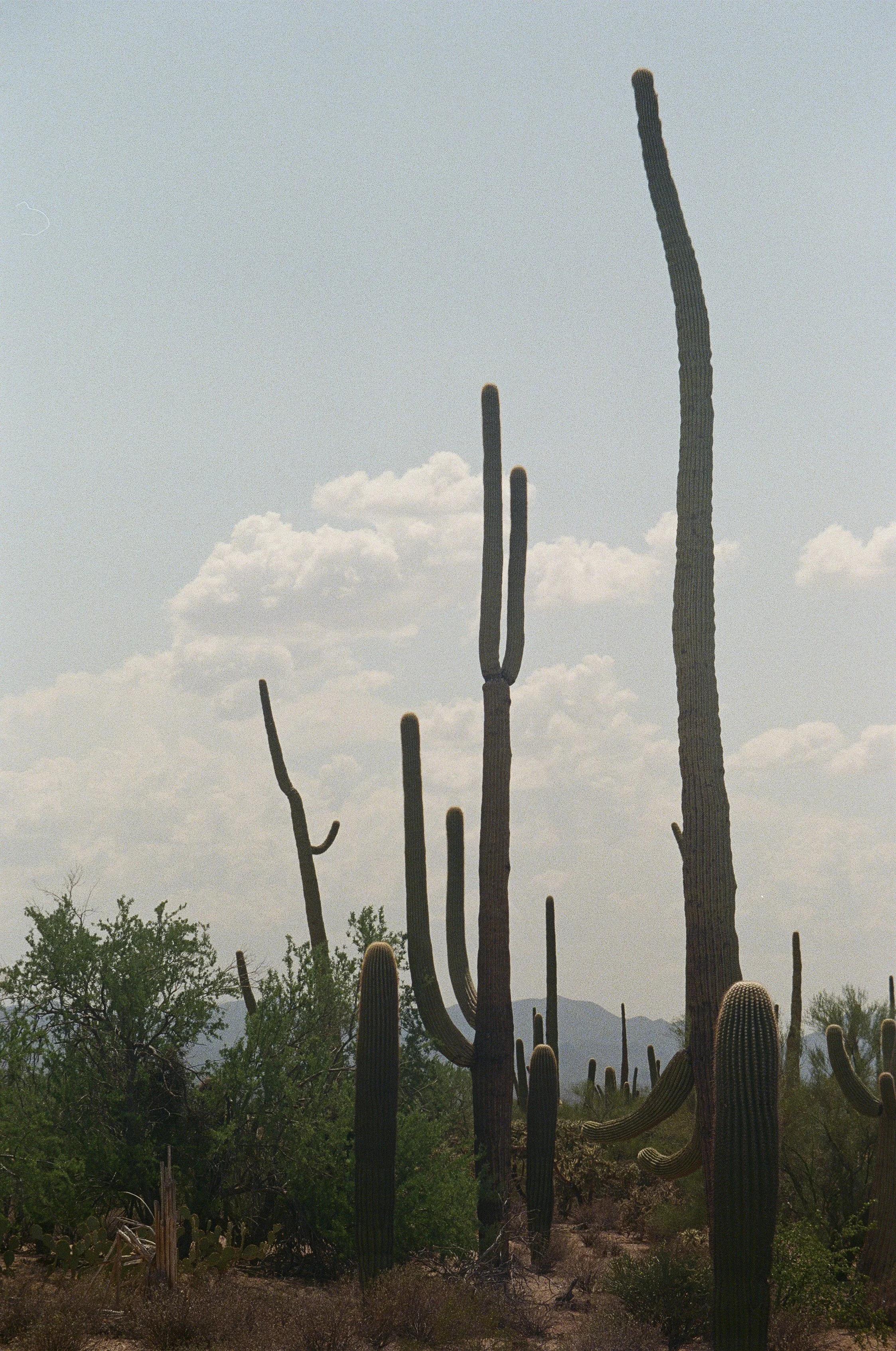 Saguaro National Park