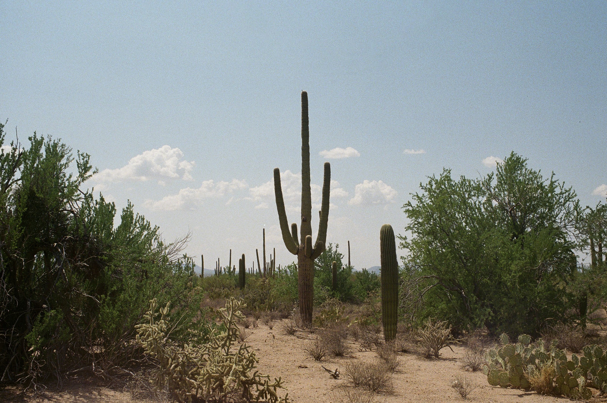 Saguaro National Park