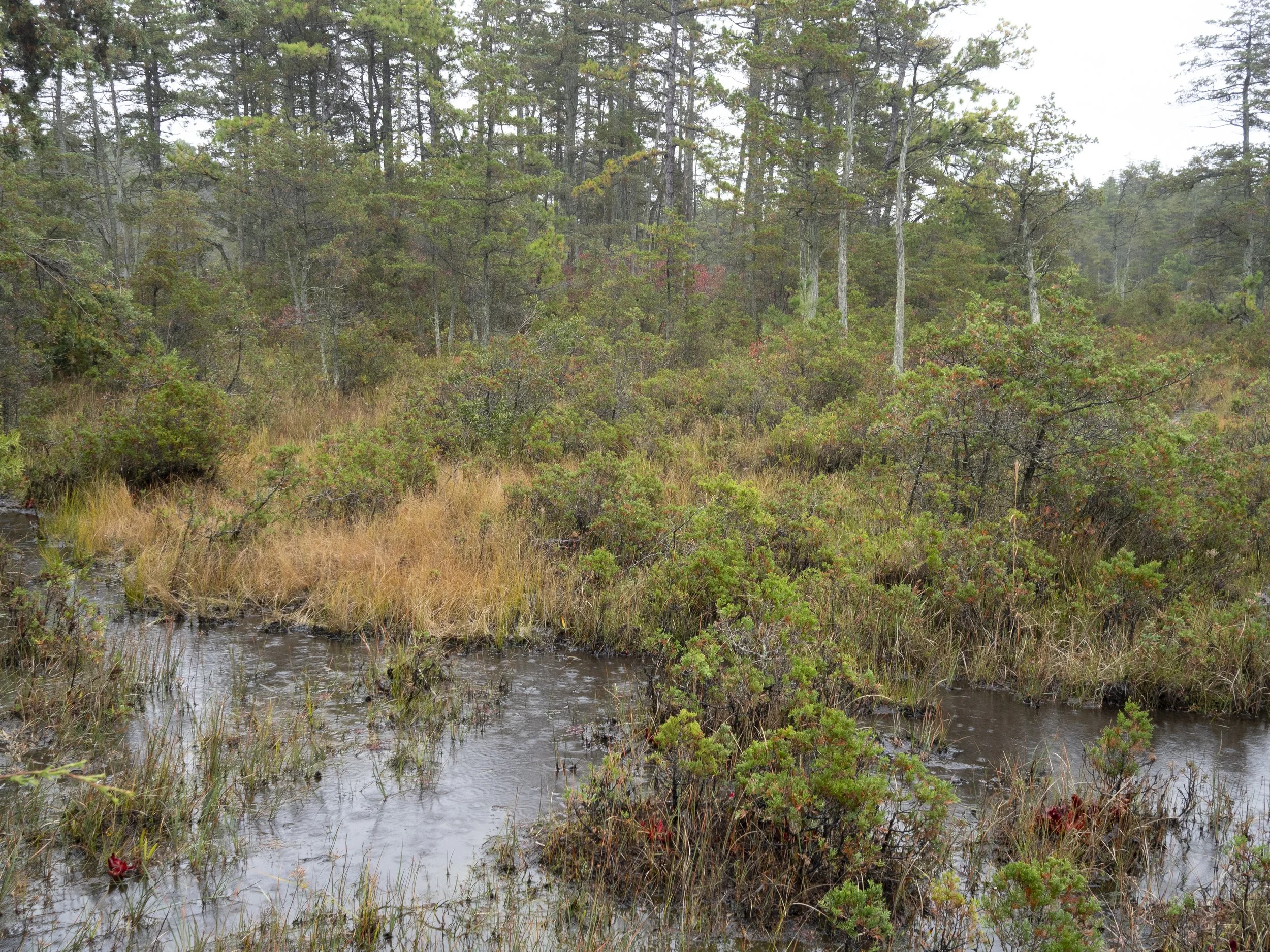 Pine Barrens, New Jersey. 2026.