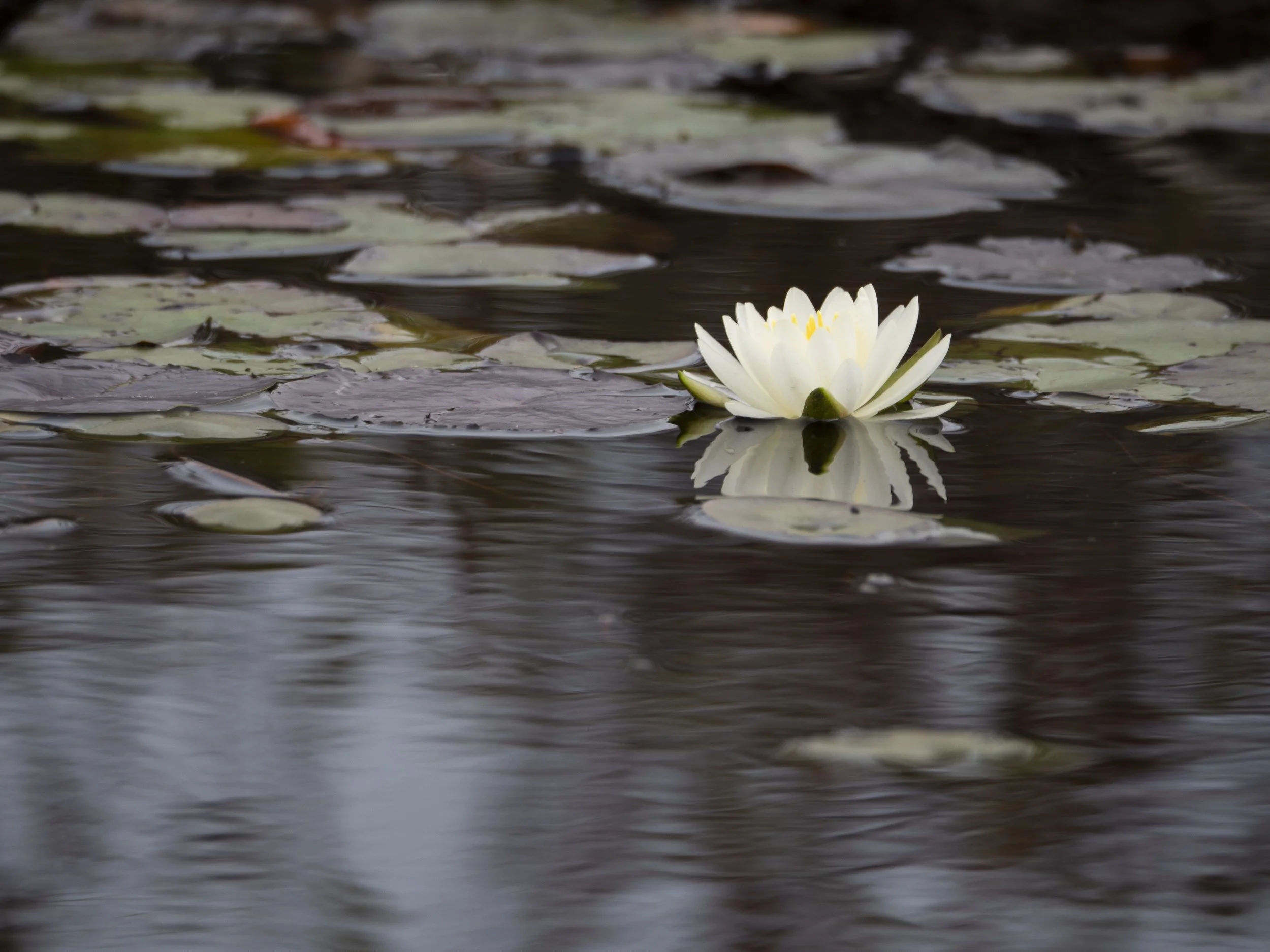 White Lily Flower. 