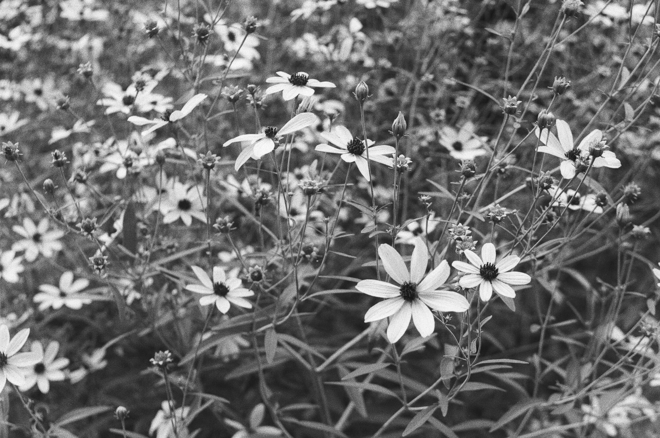 Morris Arboretum, 2025. 