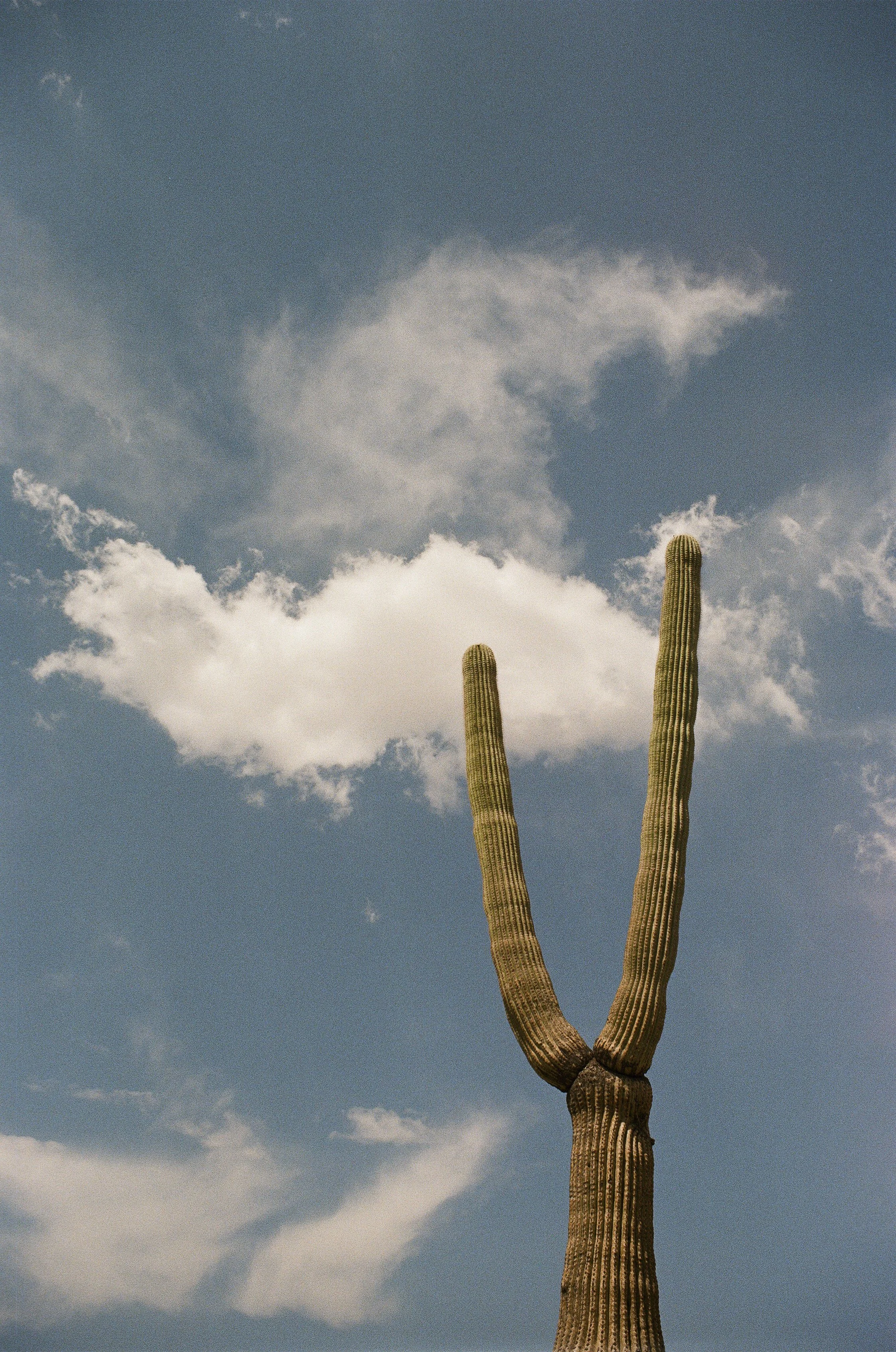 Saguaro National Park