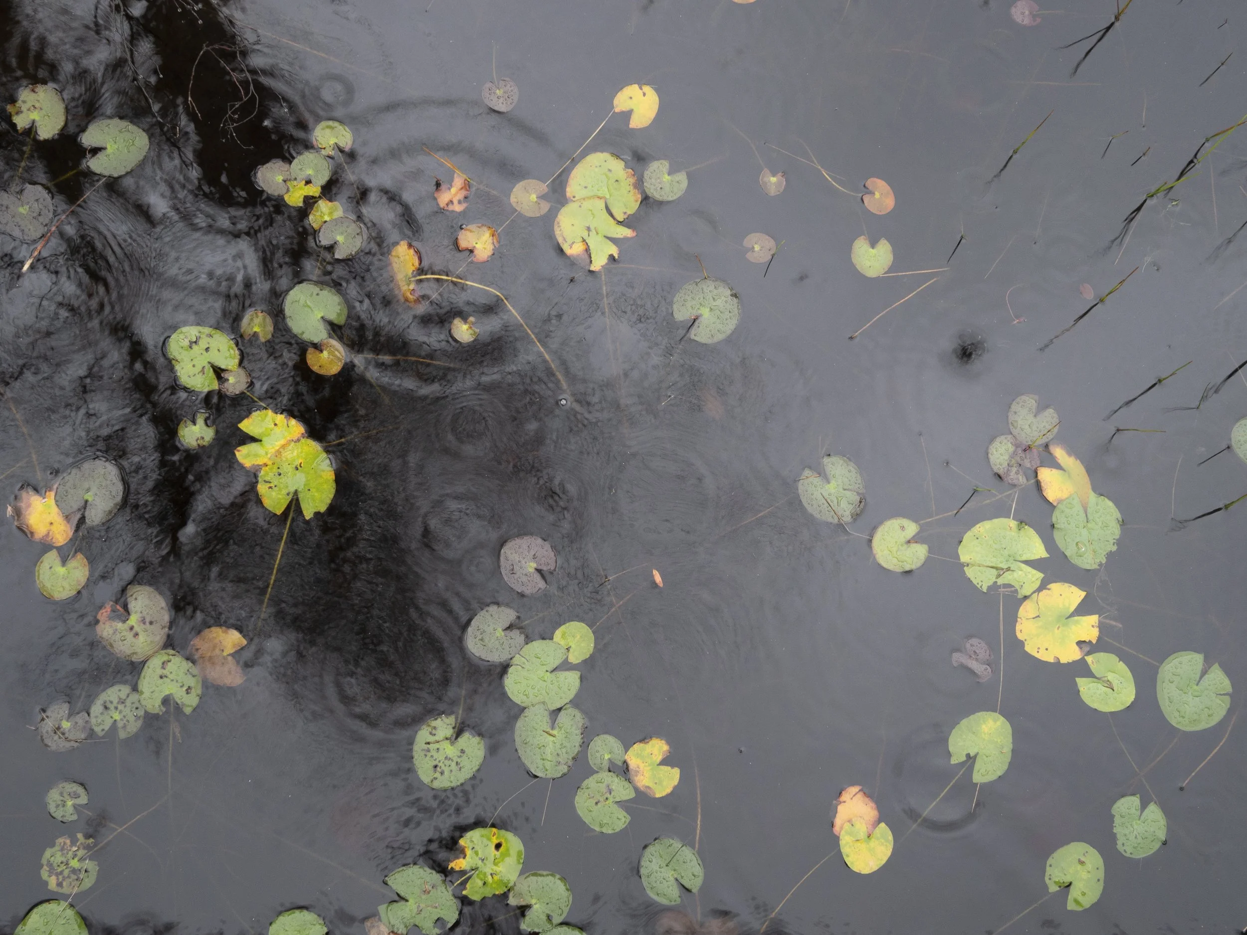 Lily Pads, Far