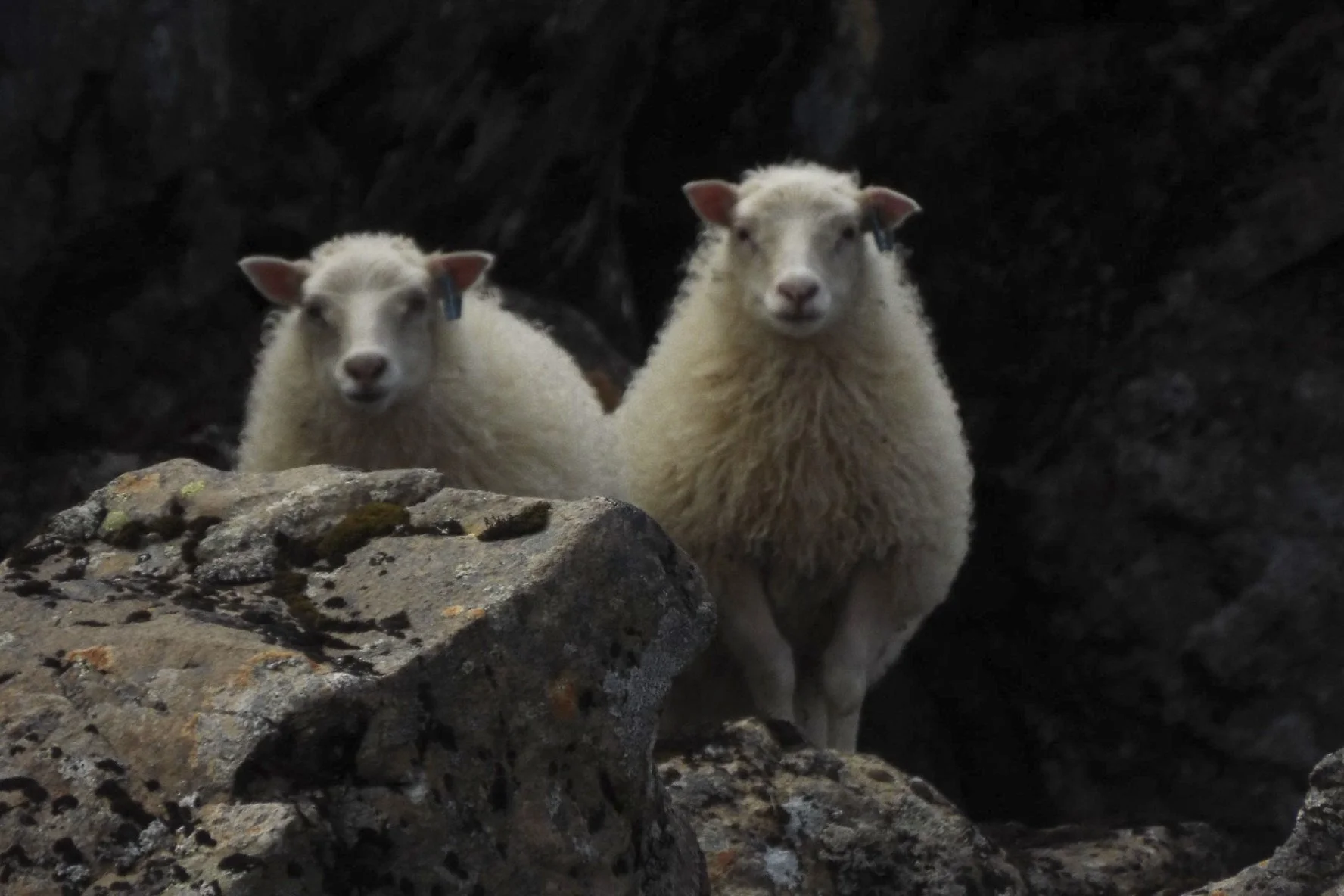 Iceland, 2019.