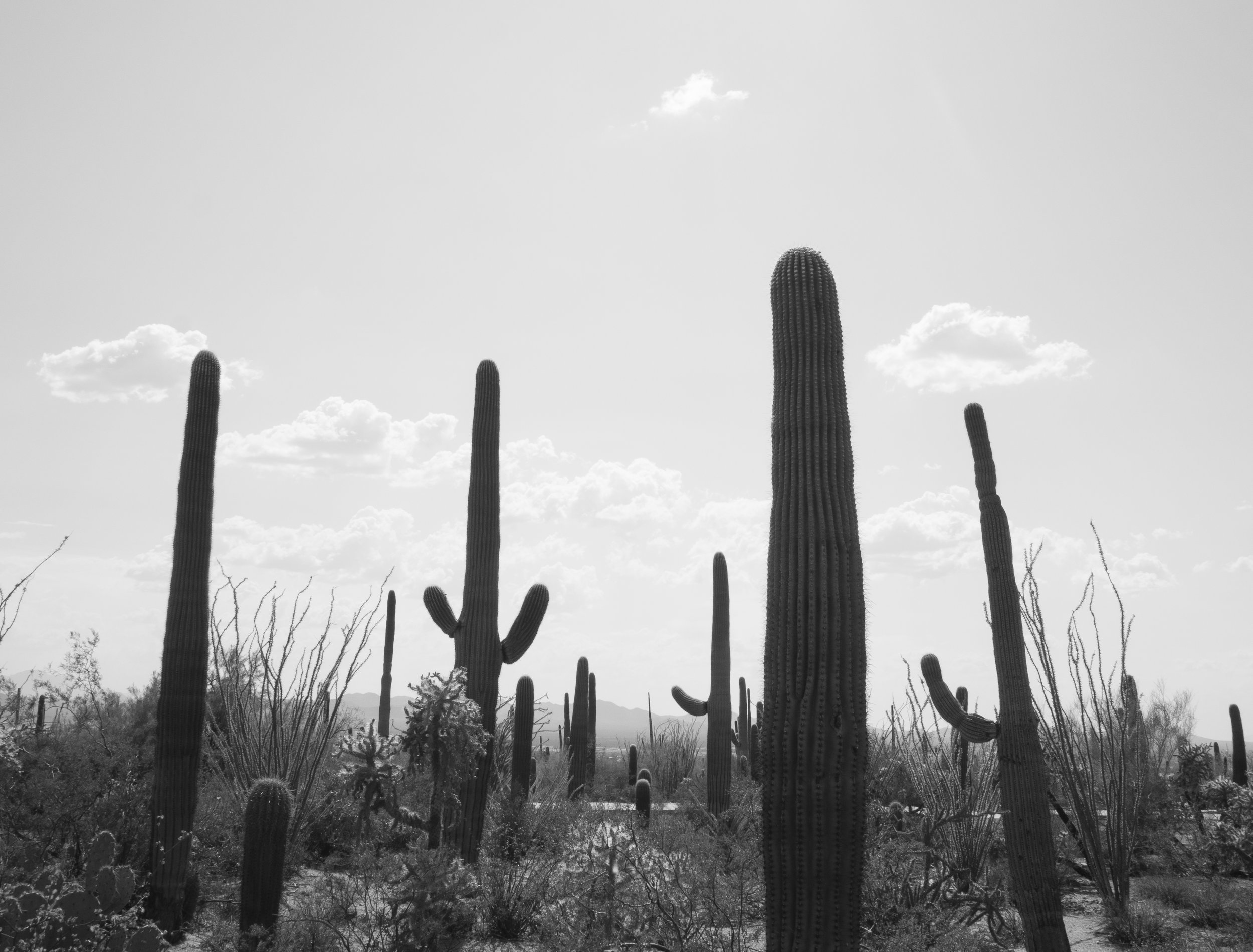 Shadows. West Saguaro National Park 