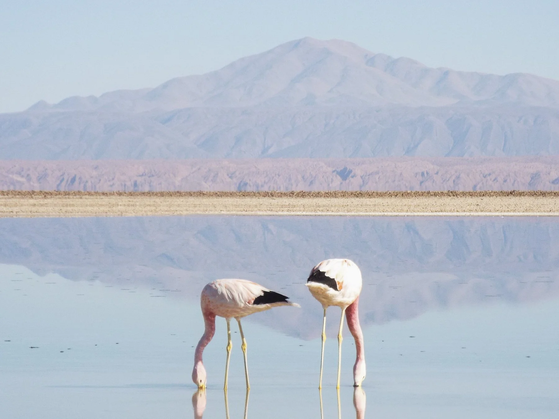 Flamingos!