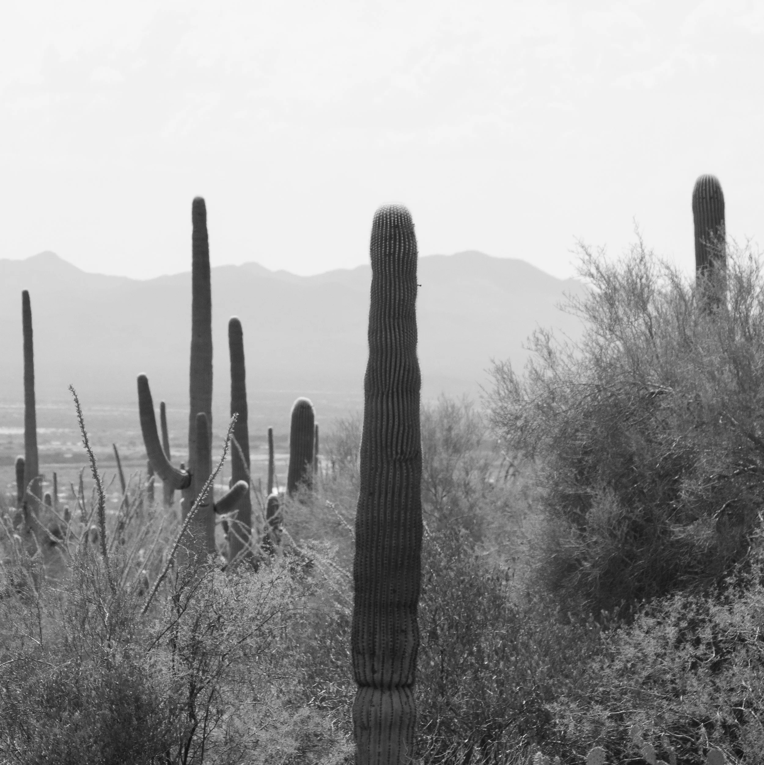 West Saguaro National Park 
