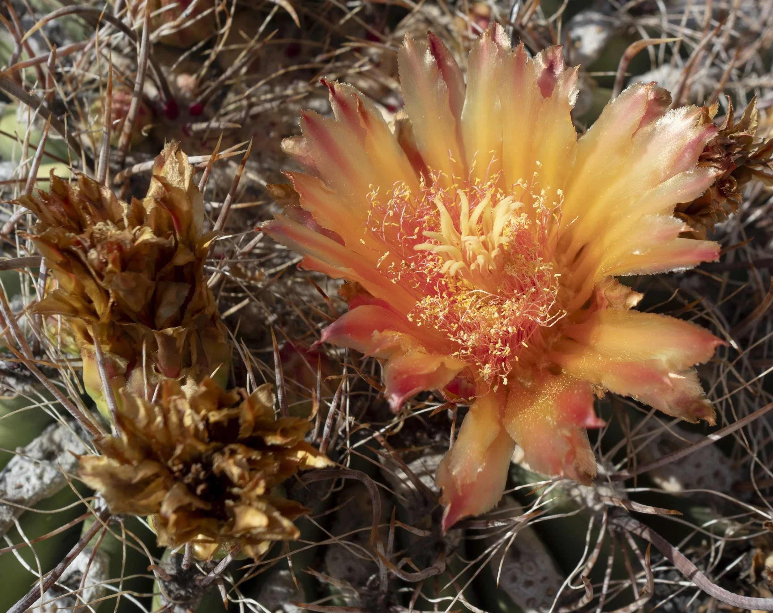 Desert Flower. Saguaro National Park