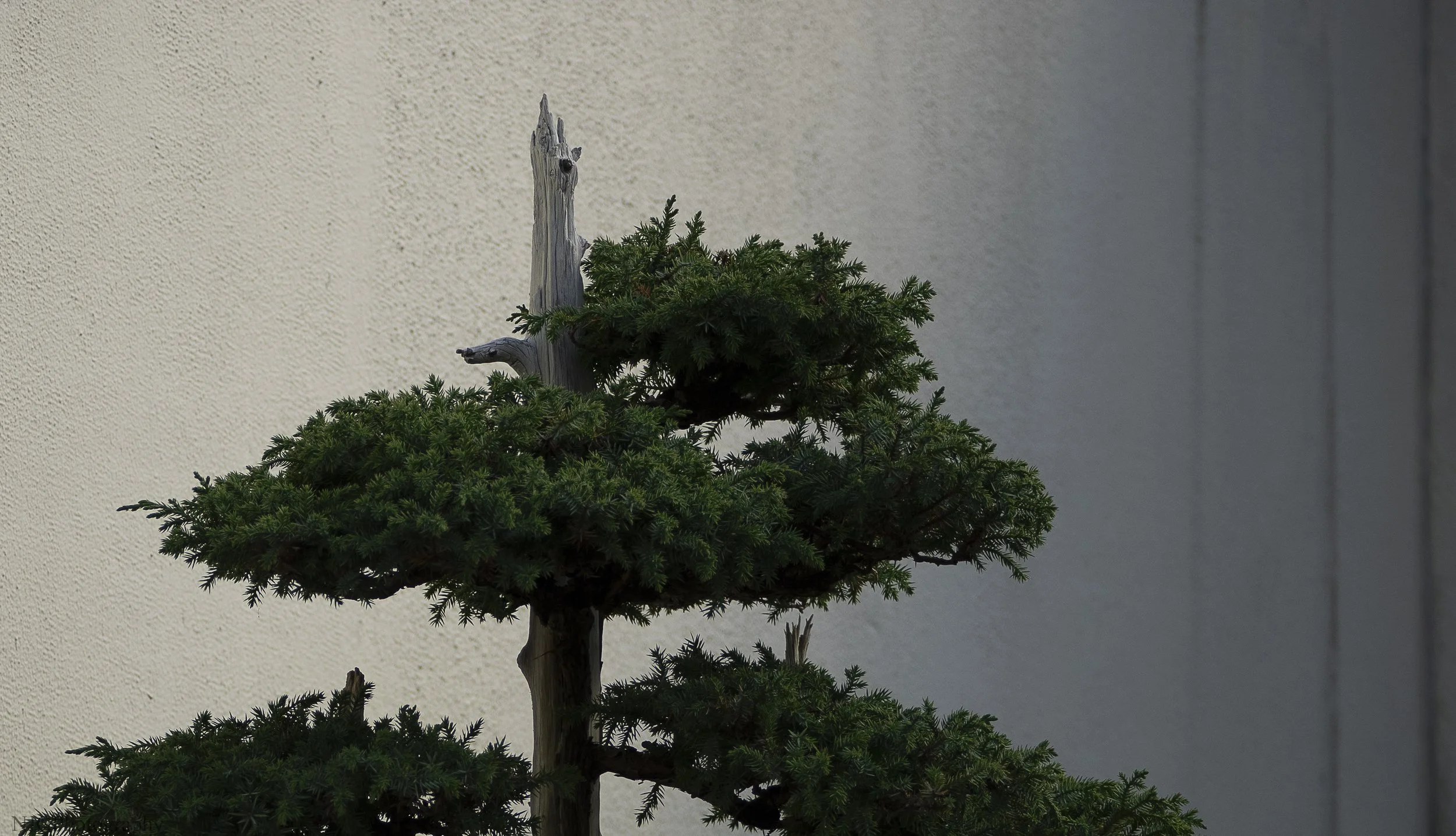 A small bonsai tree with a twisted trunk and dense green foliage, set against a plain, textured wall.