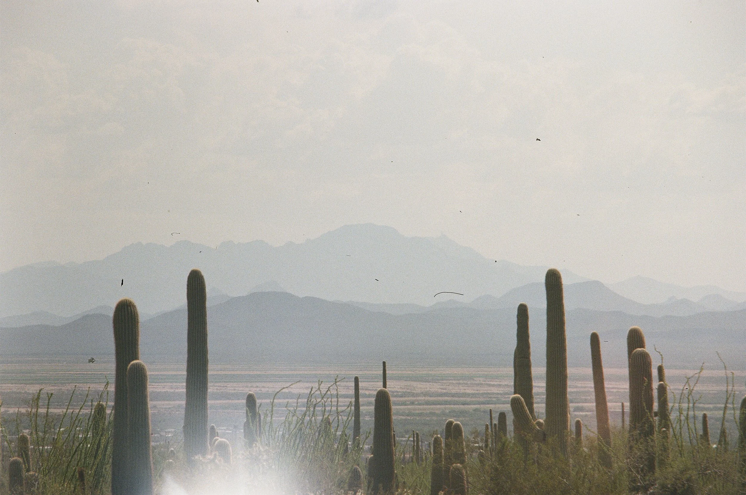 Saguaro National Park