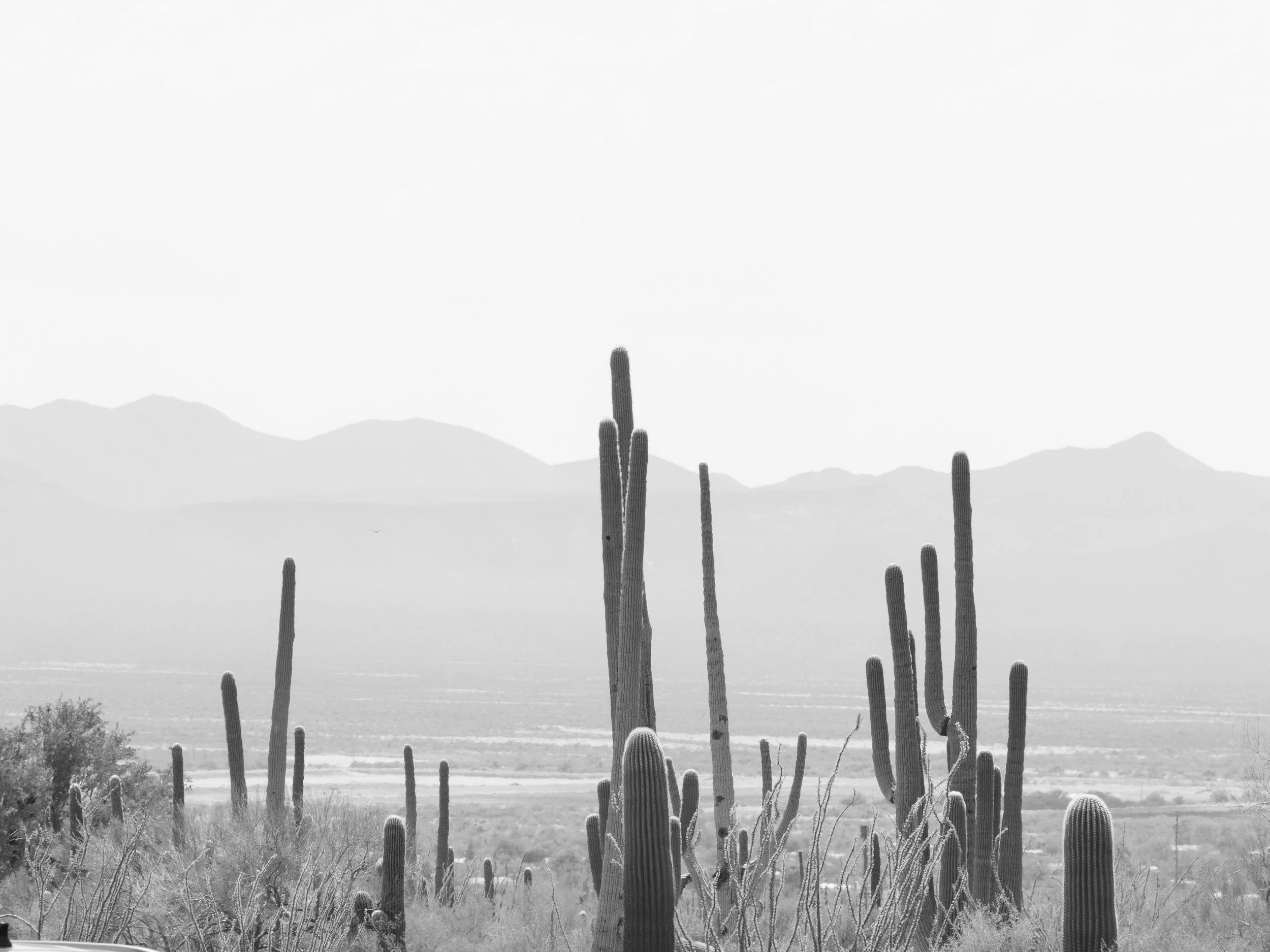 West Saguaro National Park 