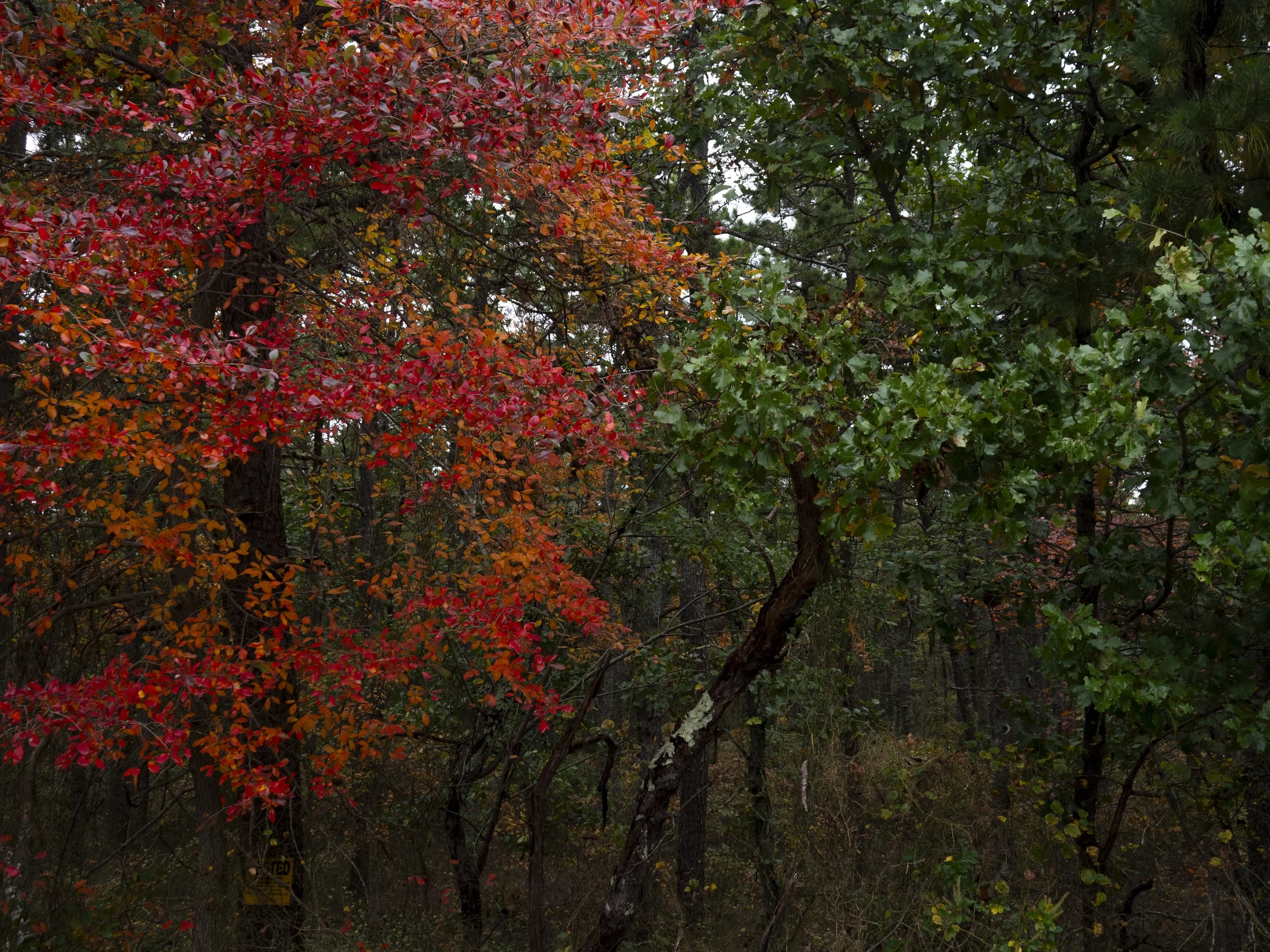 Fall.