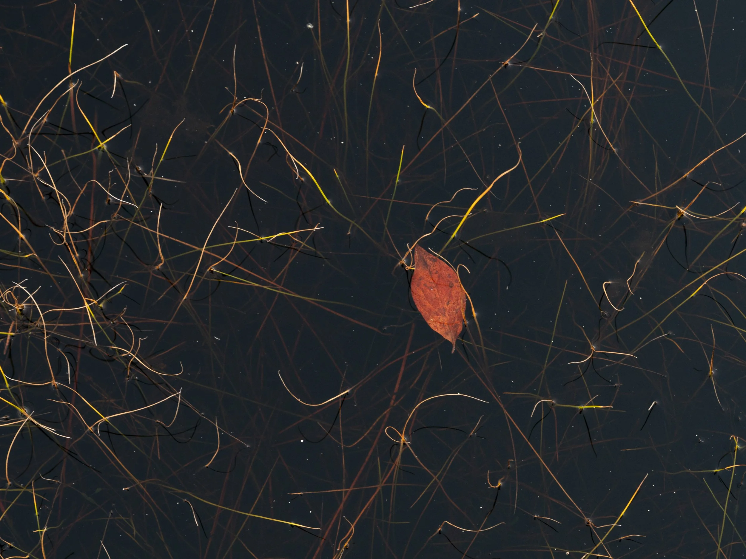 Detritus. 