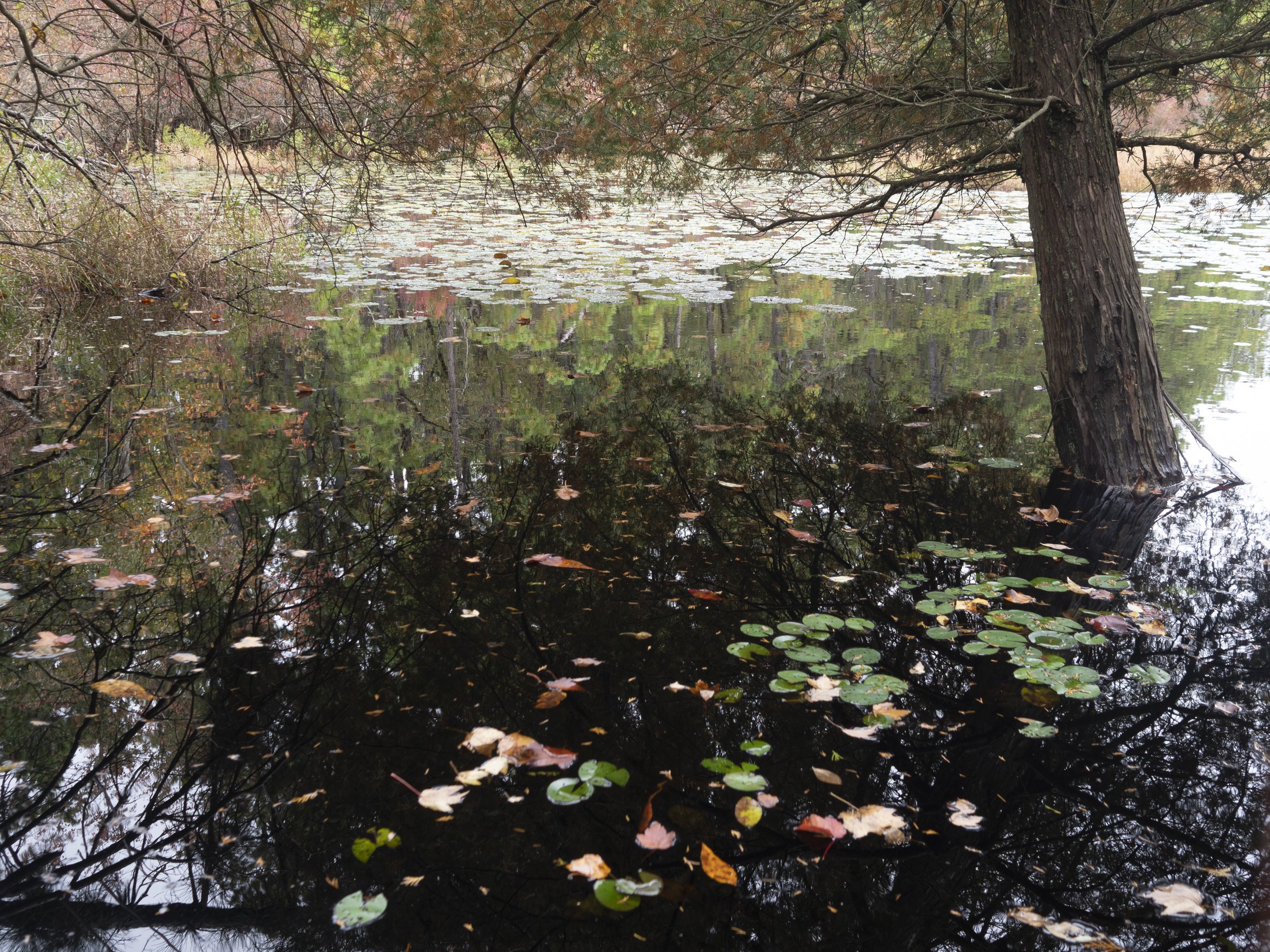 Pine Barrens Email 2-8.jpg