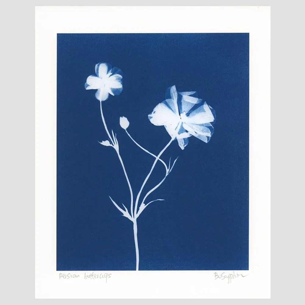 Persian Buttercup / Ranunculus Print