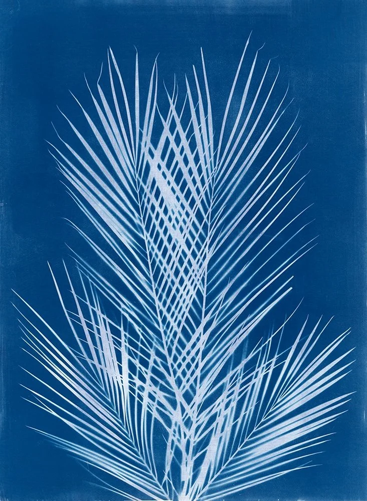Palm leaves.jpg
