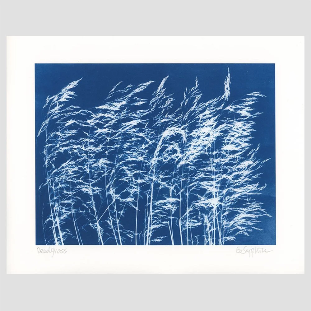 reedgrass.jpg