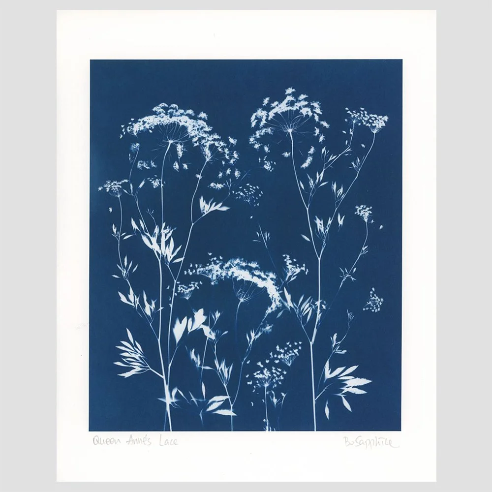 Queen Anne's Lace 1 Print