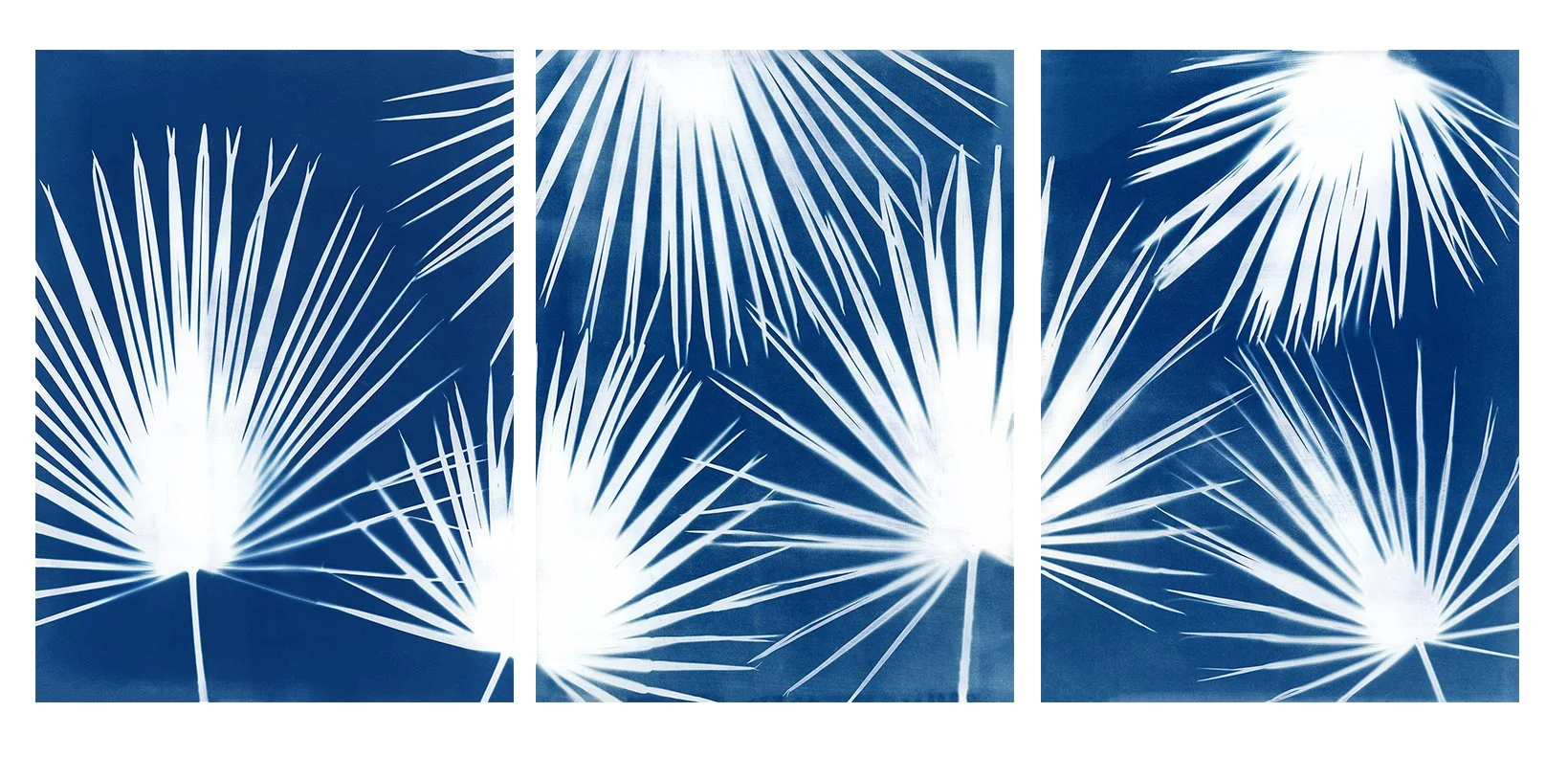 Fan Palm triptych web.JPG