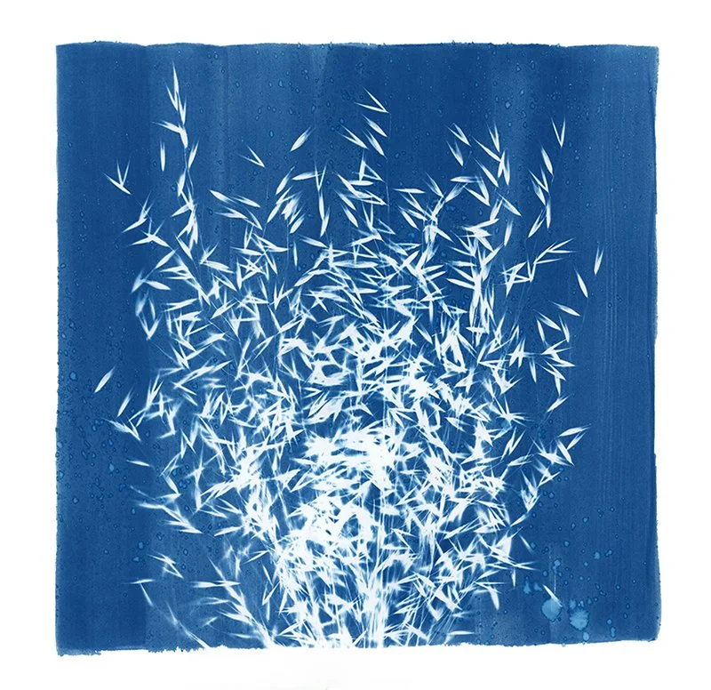 slender oats scan.jpg