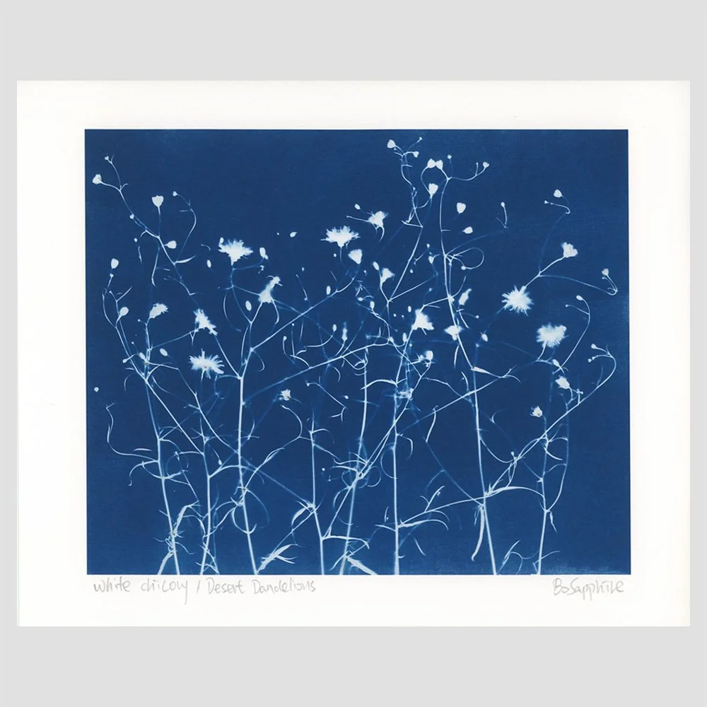 White Chicory (Wildflower) Print