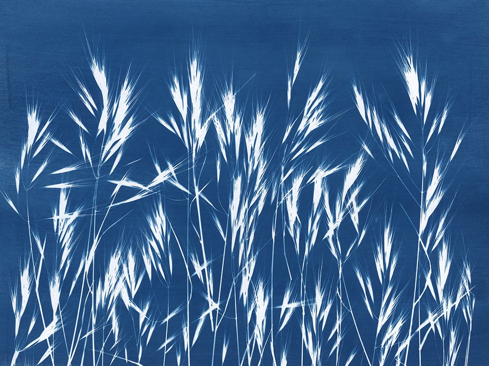 Cheatgrass web.jpg