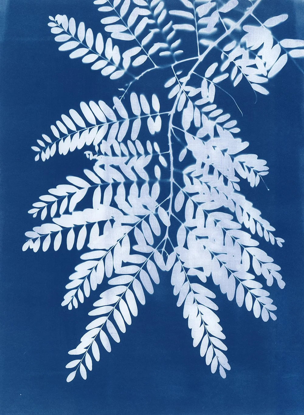 honey locust web.JPG