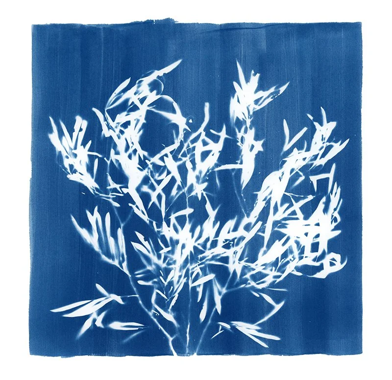 renewal - arroyo willow.jpg