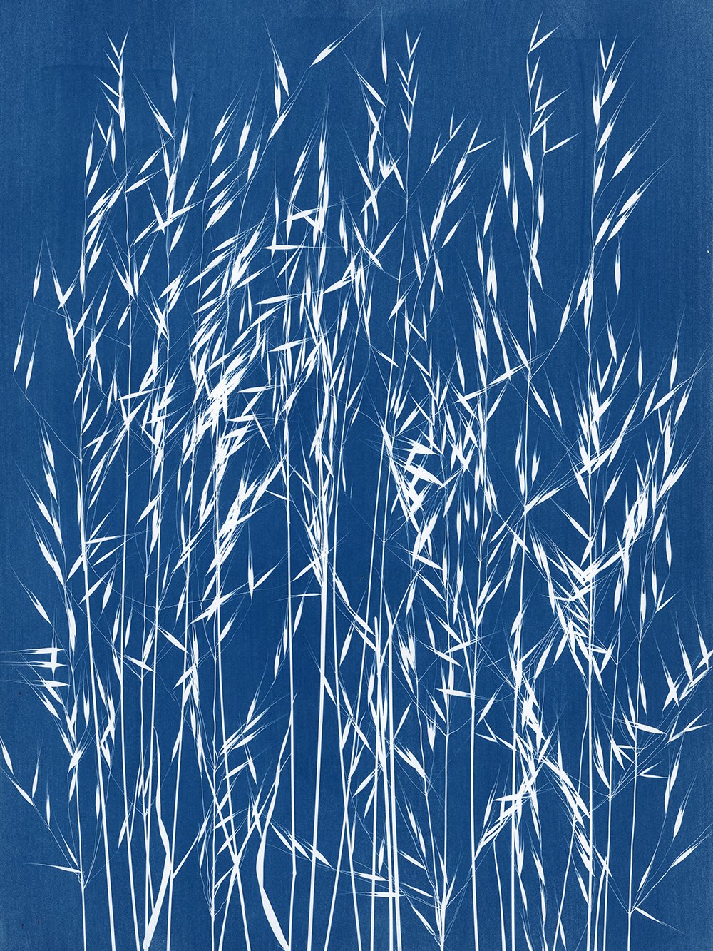 Splender oat 2 web.jpg