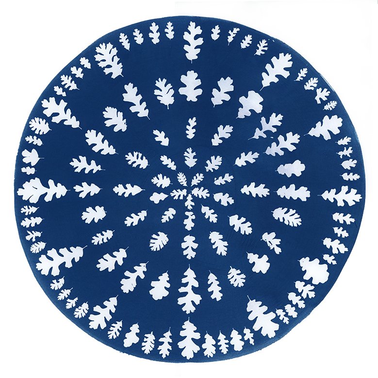 Slow becoming (oaks) web.jpg