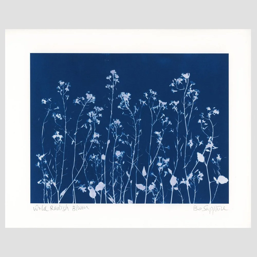 Wild Radish Bloom Print