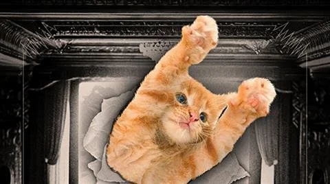 Ding dang doodle a week of kitten kaboodle!