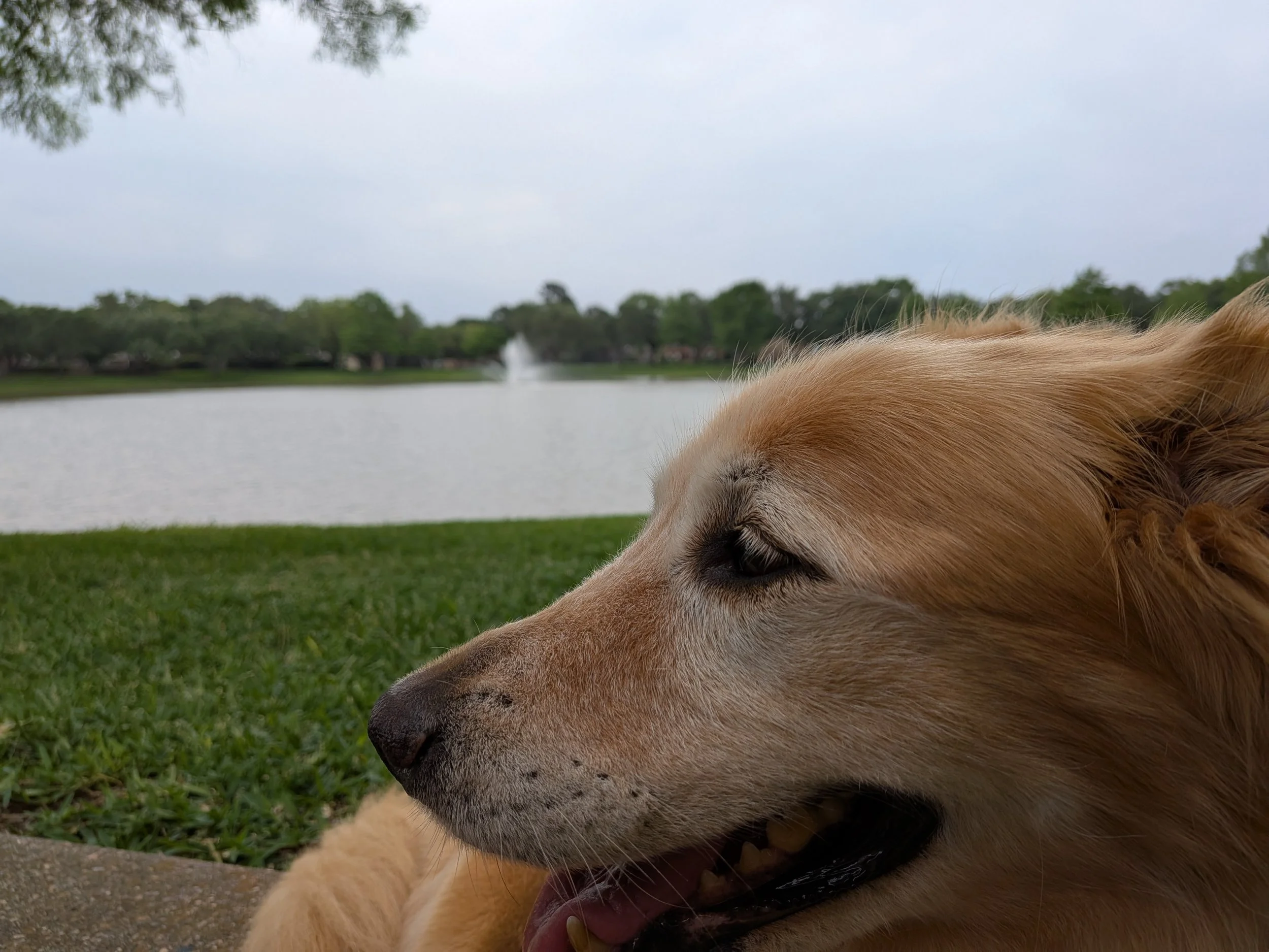 The Hidden Agenda: Dogsitting Edition