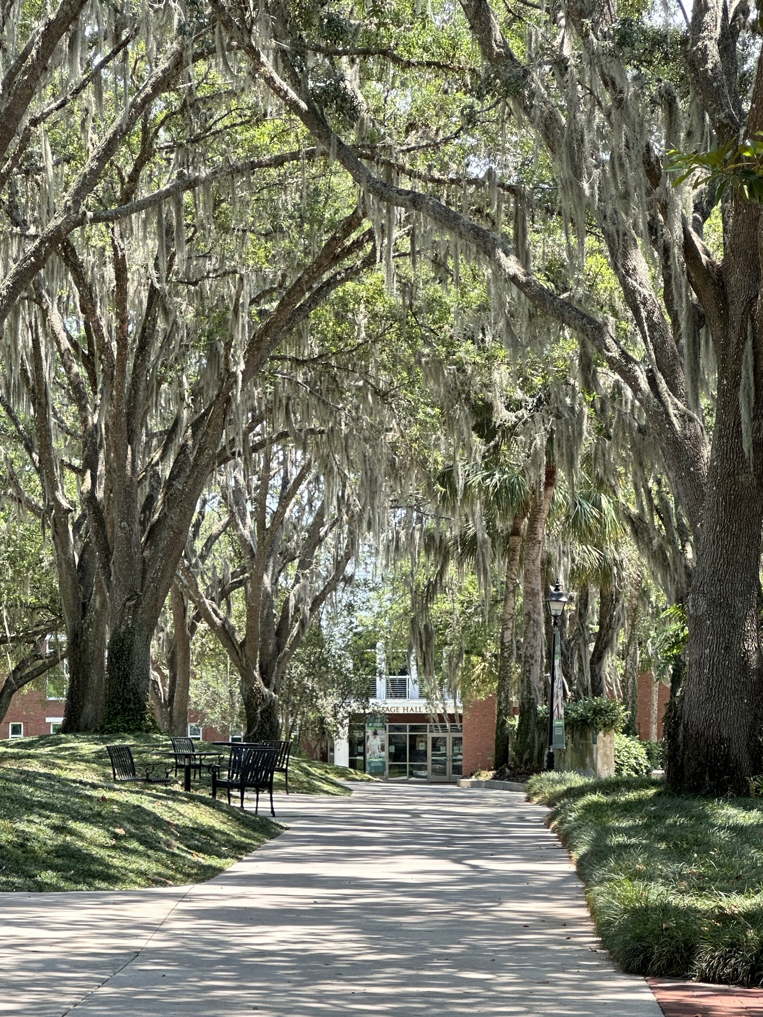 A shaded walkway on a college campus or park, with large trees draped in Spanish moss, benches along the path, and a building labeled 'Student Lounge' in the background.