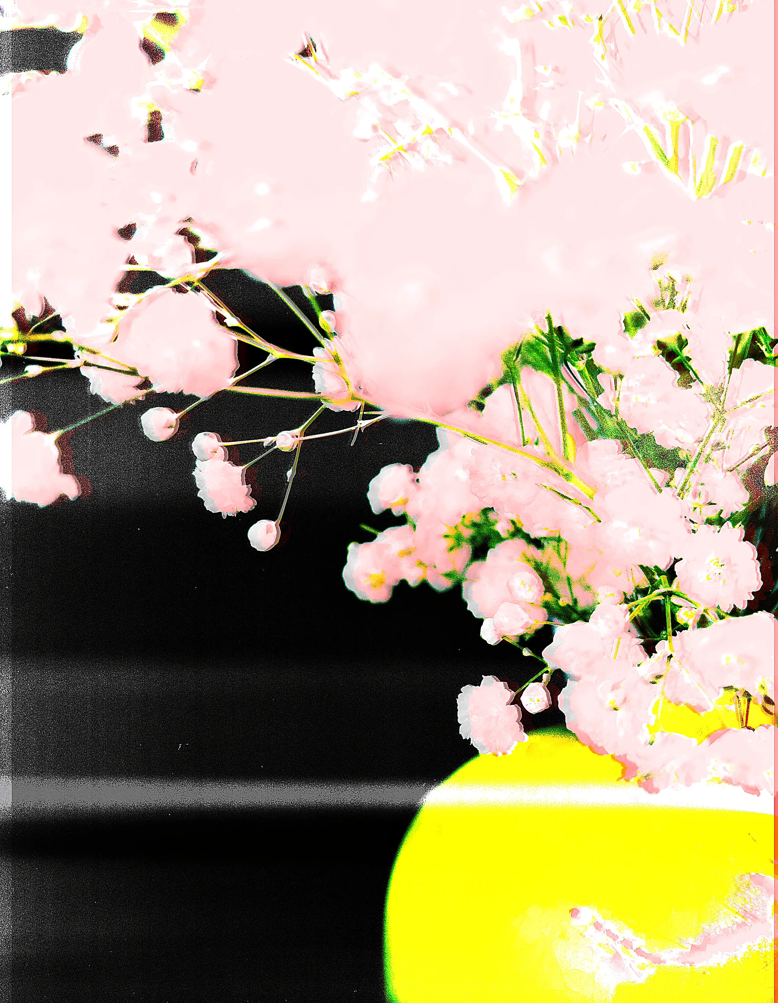 Pink flowers in a yellow vase against a black background.