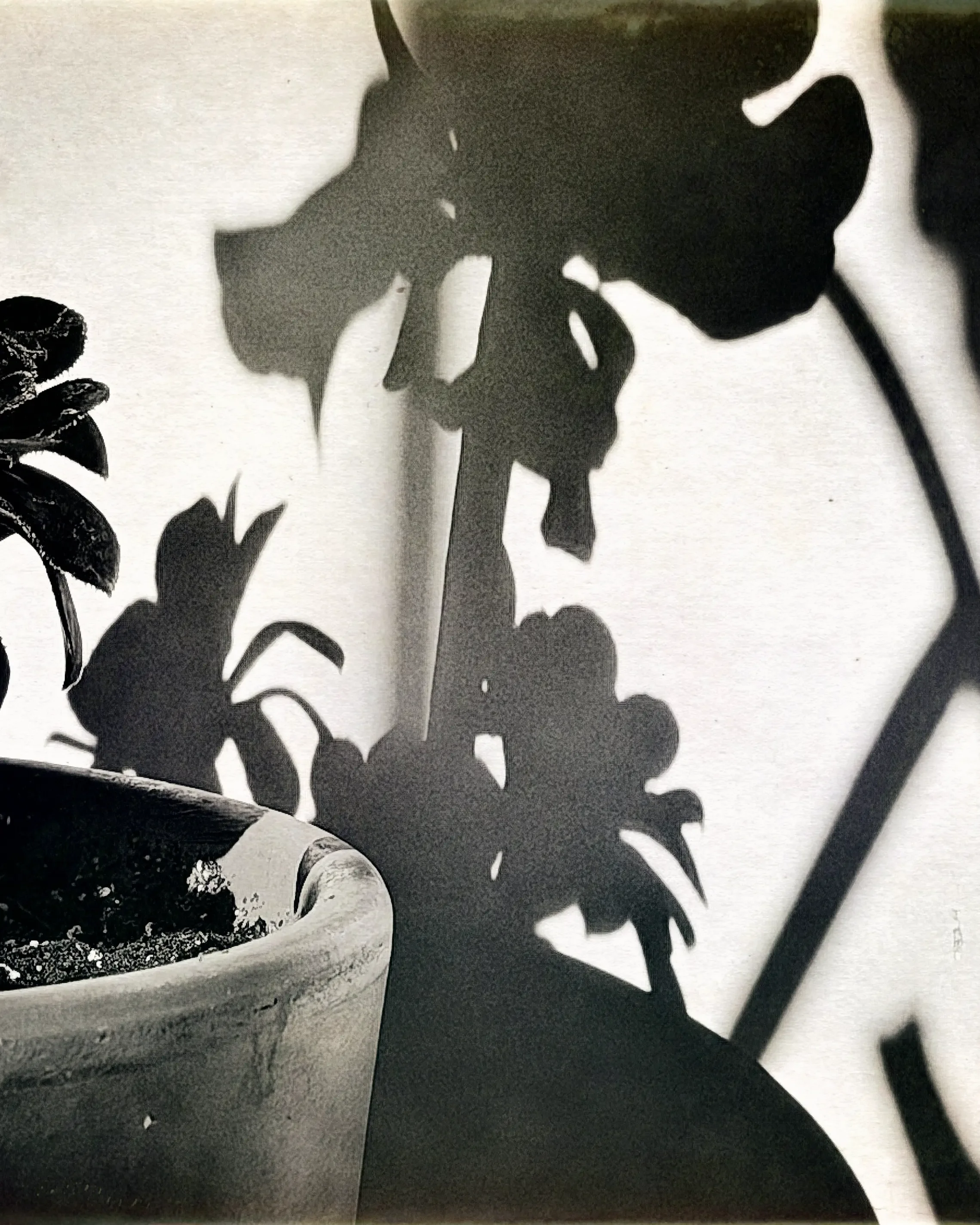 Plant Shadow_002.webp