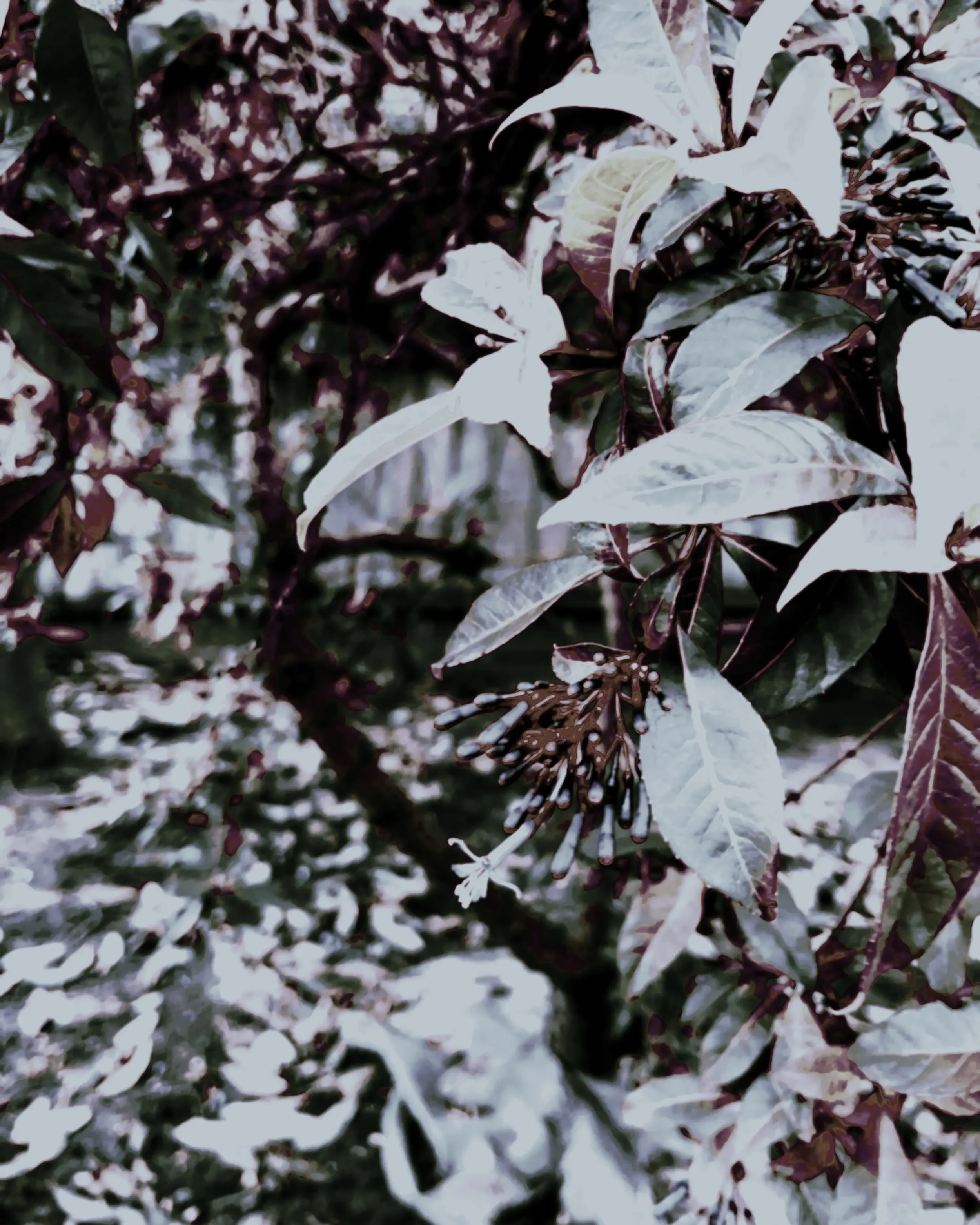Flower_007.webp