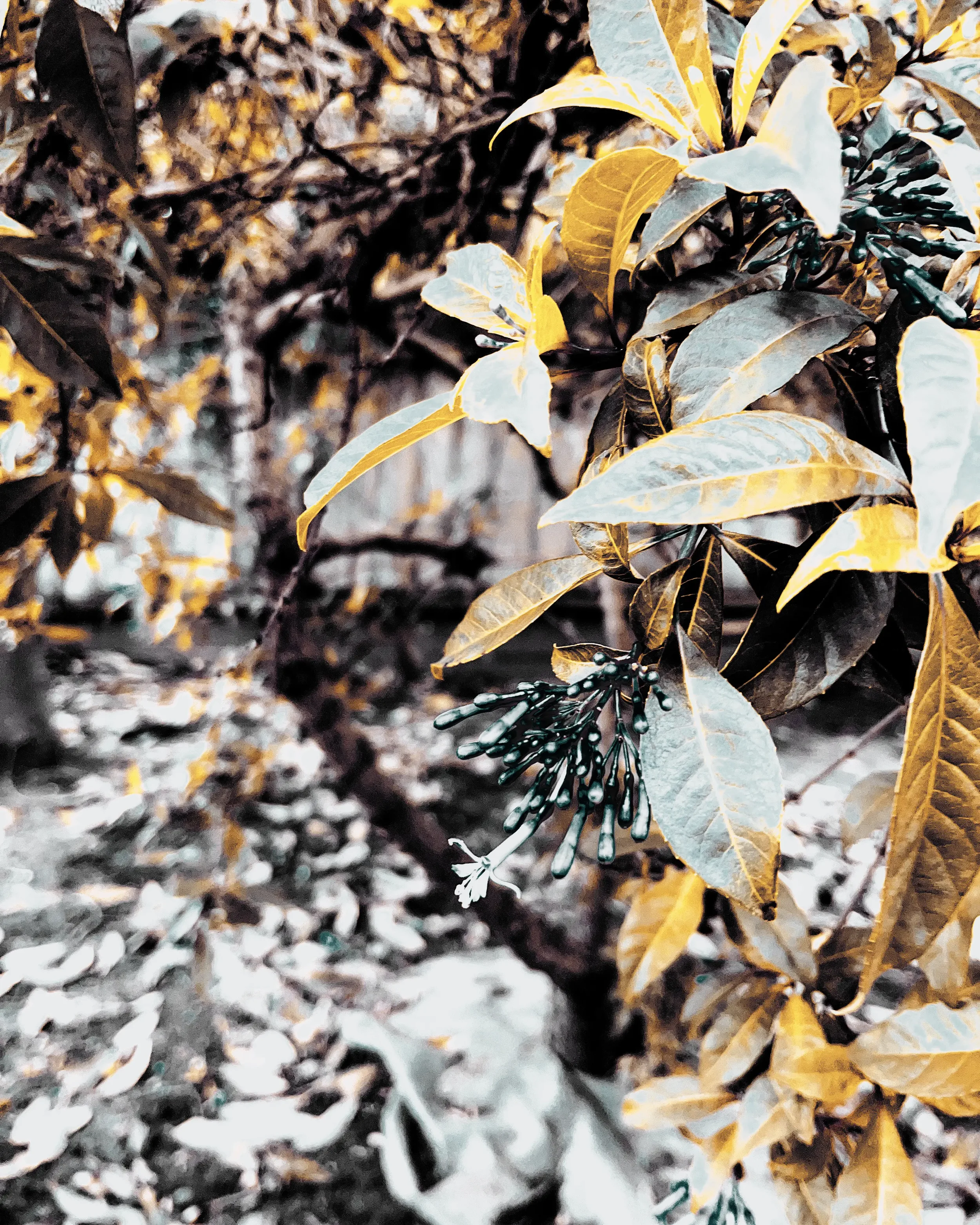 Flower_010.webp