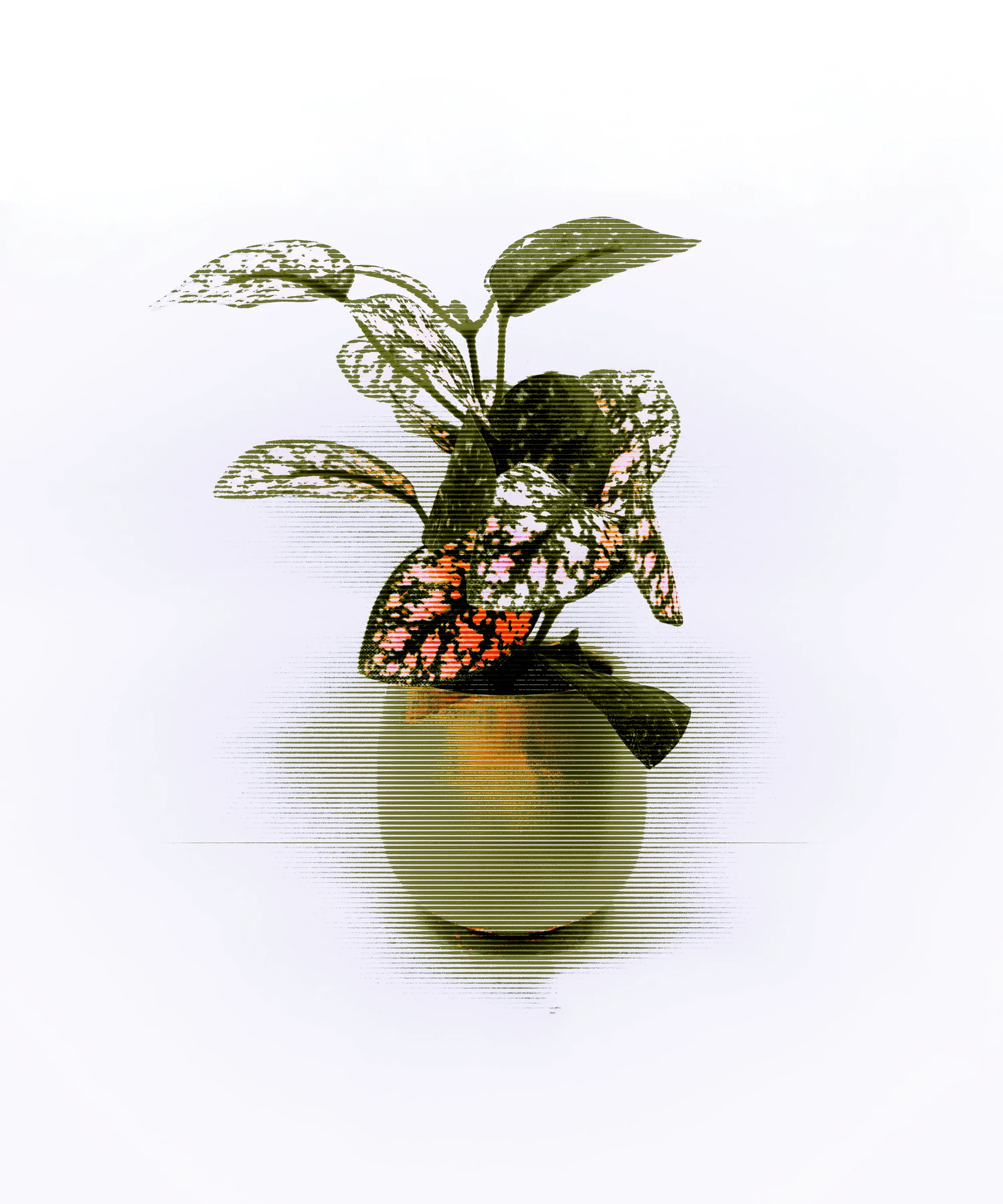 Plant_001.webp