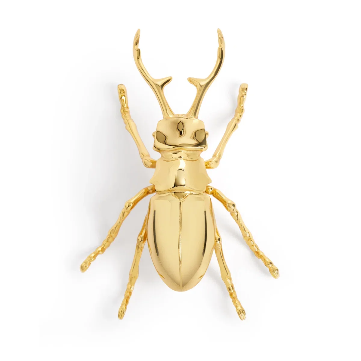 Gold bottle opener beetle with detailed antennae and legs